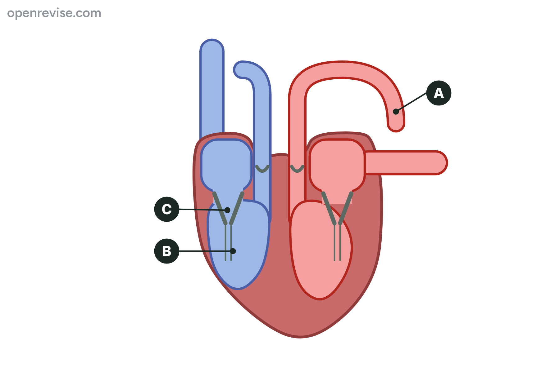 A section of the heart with the aorta, the right ventricle and a valve marked A, B and C.