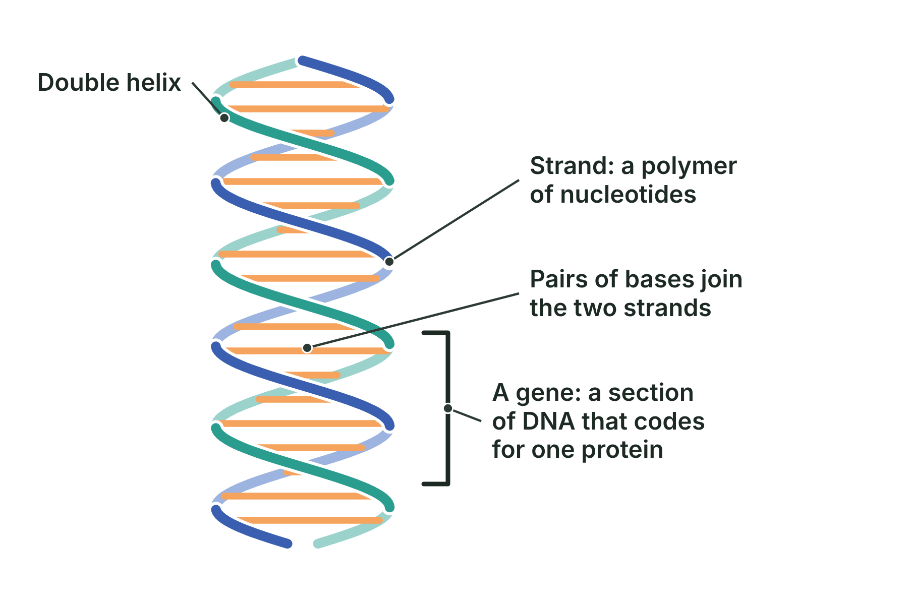 A twisted ladder shape made of two strands joined by rungs, with a section marked as a gene.
