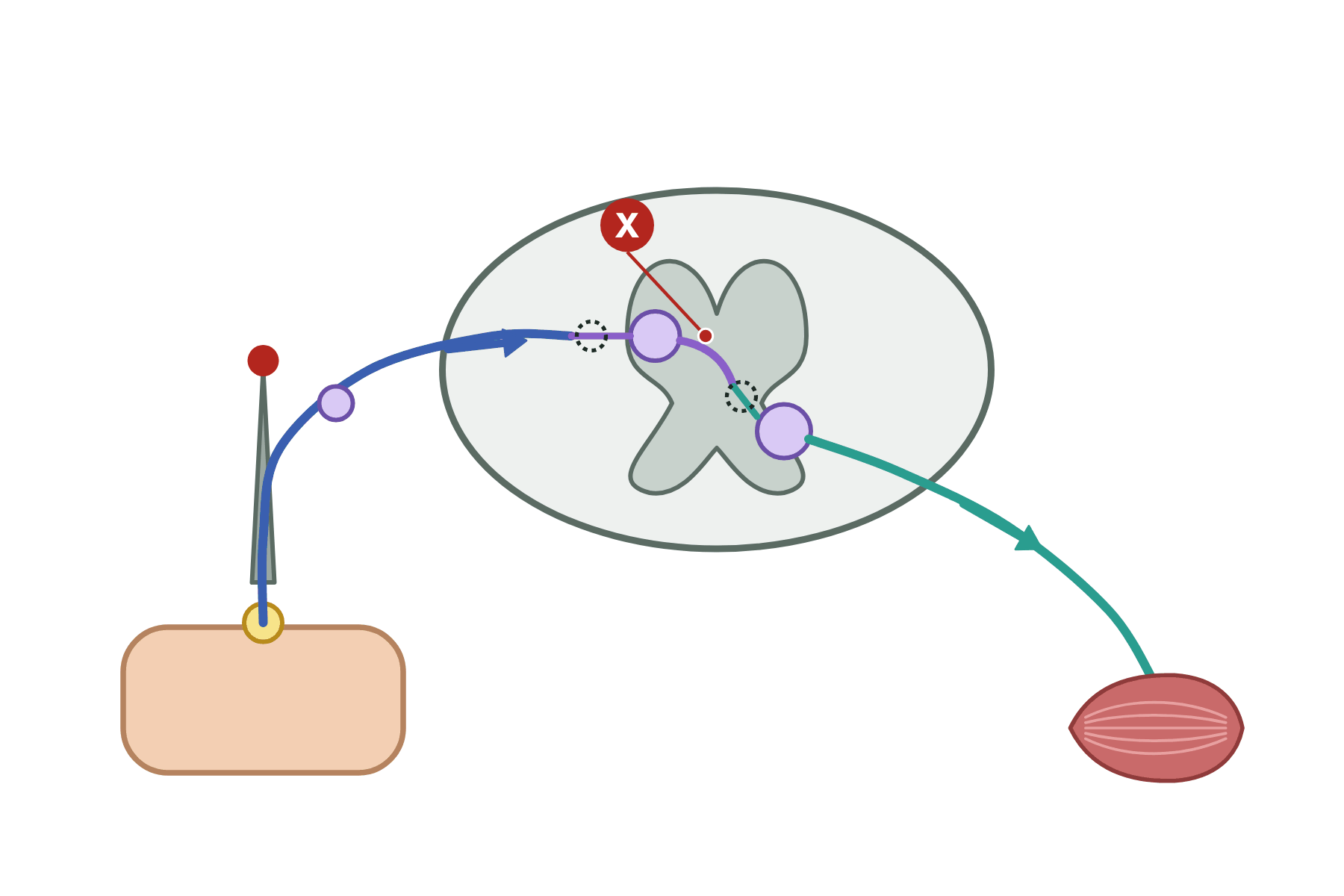 A reflex arc with a pointer marked X to the relay neurone.
