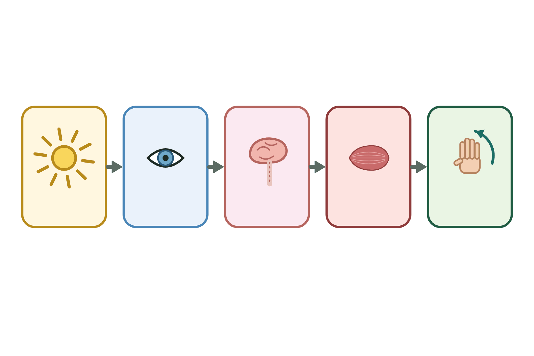 Five boxes joined by arrows with no labels.