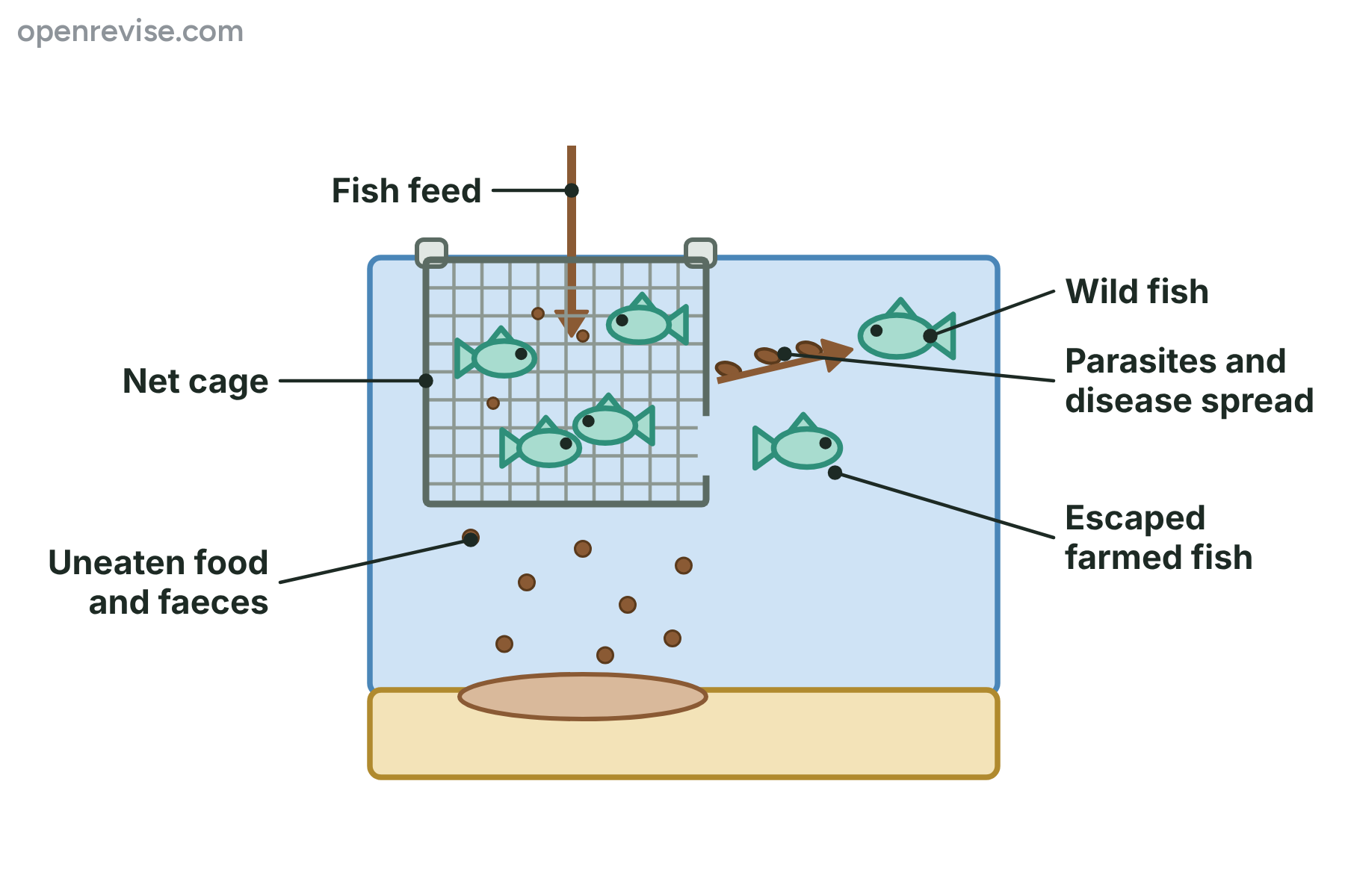 A net cage of farmed fish in the sea, with feed going in, waste falling to the seabed, a fish escaping, and parasites spreading to a wild fish.