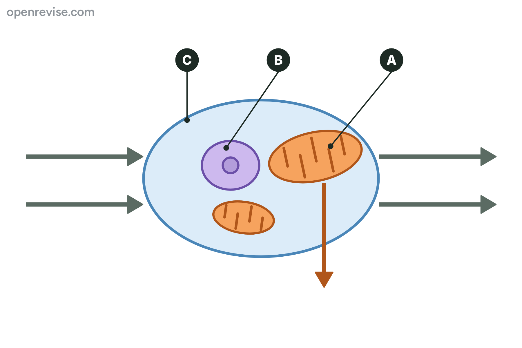 A cell with arrows going in and out, with a mitochondrion marked A, the nucleus marked B and the cell membrane marked C.