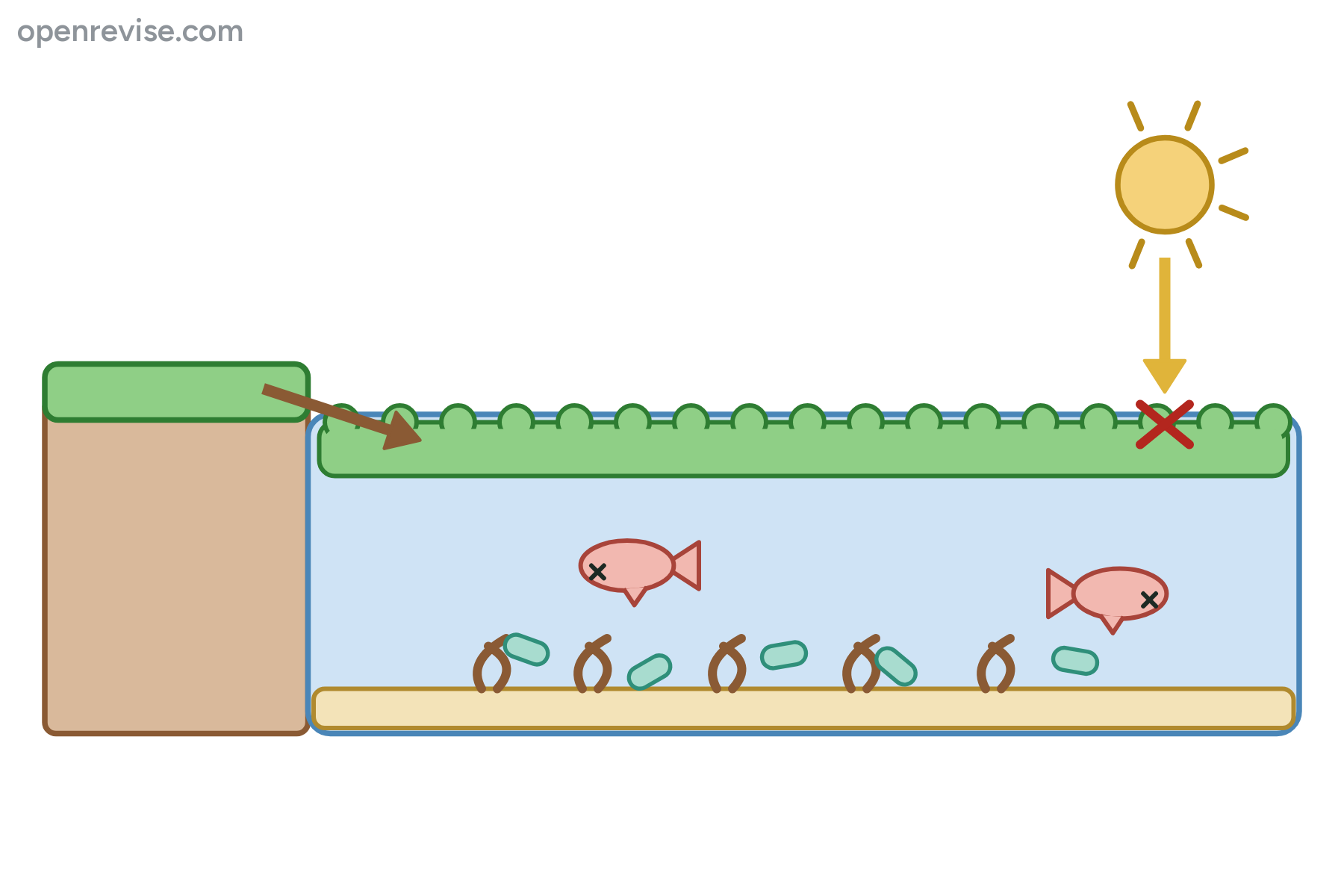 A pond with a layer of algae, dead plants, bacteria and dead fish, with no labels.