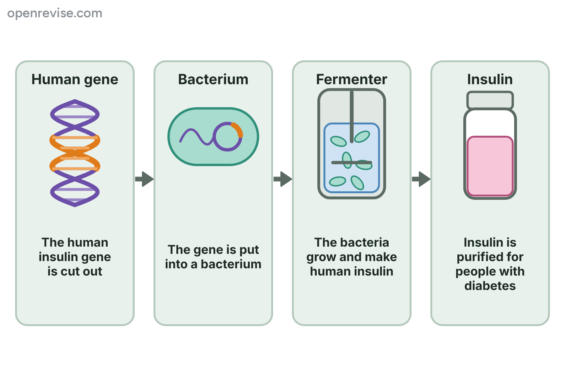 A four-stage flow from the human insulin gene, to a bacterium, to a fermenter of growing bacteria, to a vial of insulin.