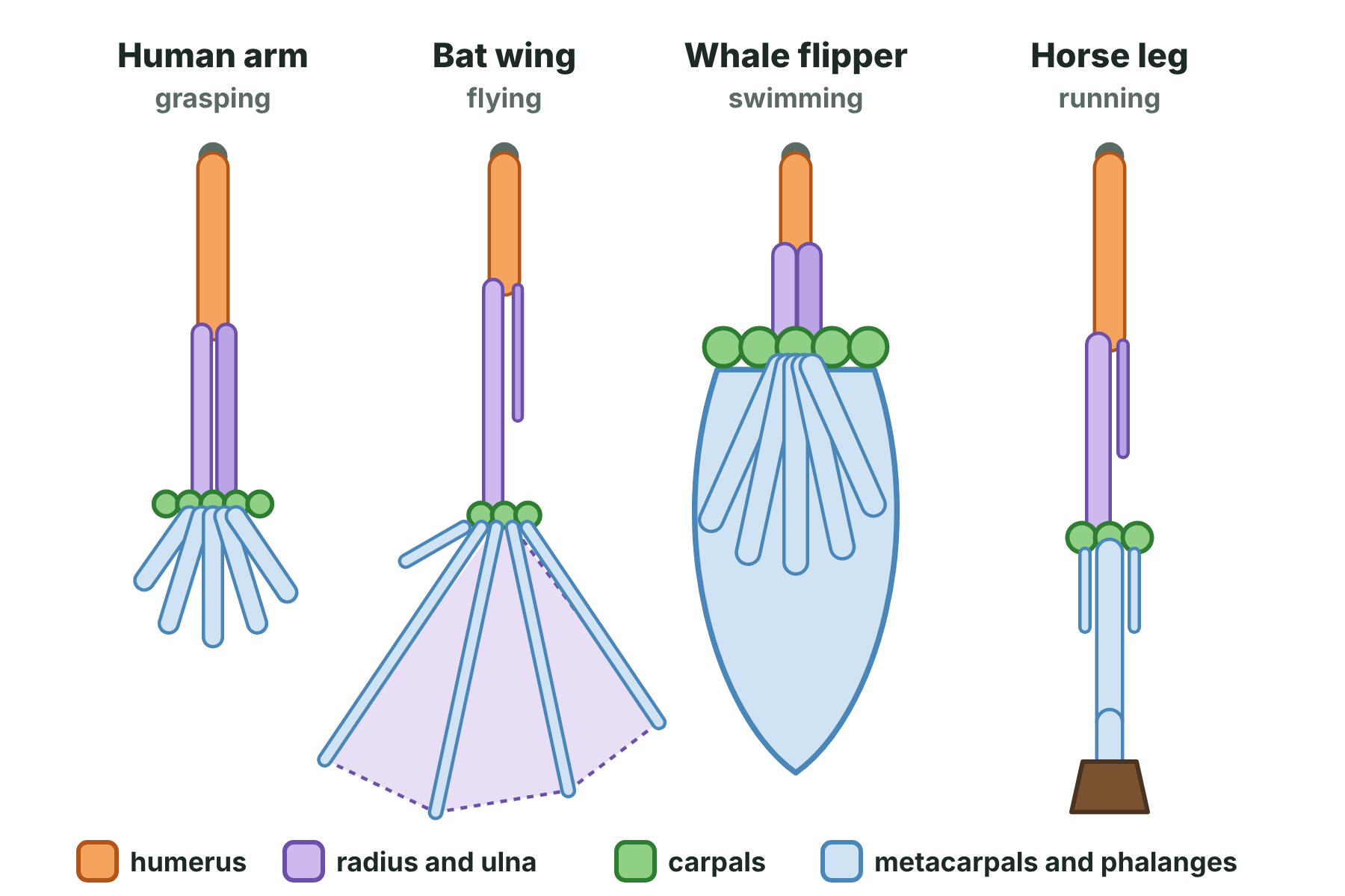 The bones of a human arm, a bat wing, a whale flipper and a horse leg, all with the same pattern of humerus, radius and ulna, carpals, and digits.
