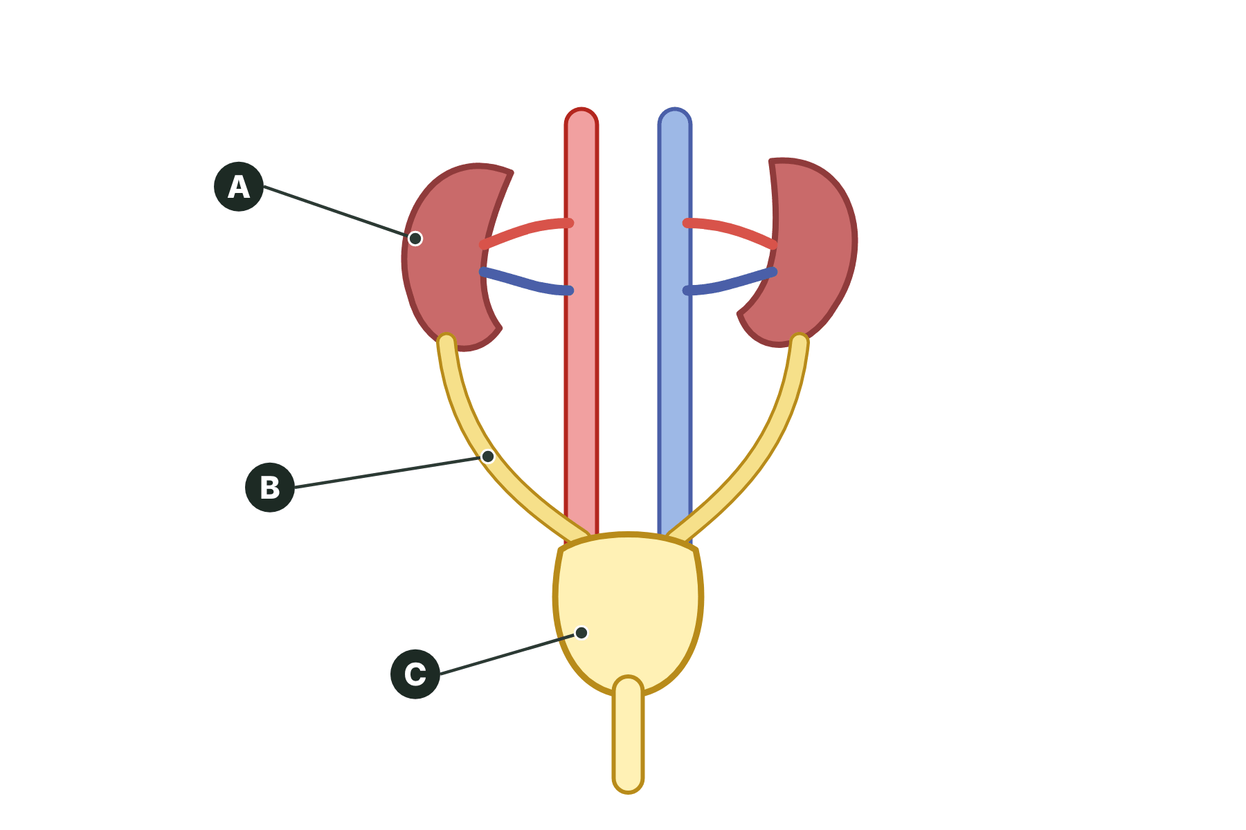 The urinary system with three parts marked A, B and C.