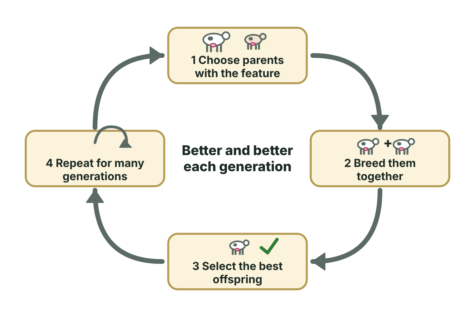 A cycle of choosing parents, breeding them, selecting the best offspring and repeating over many generations.