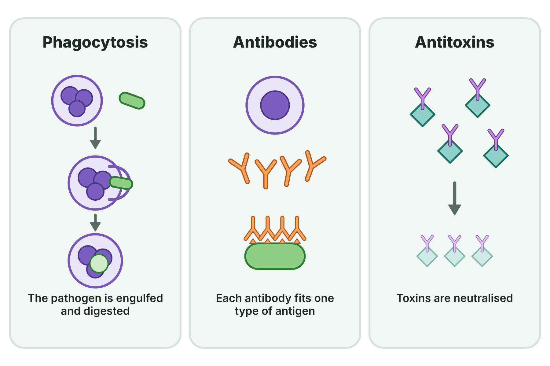 Three panels showing phagocytosis of a bacterium, antibodies binding to a bacterium and antitoxins neutralising a toxin.