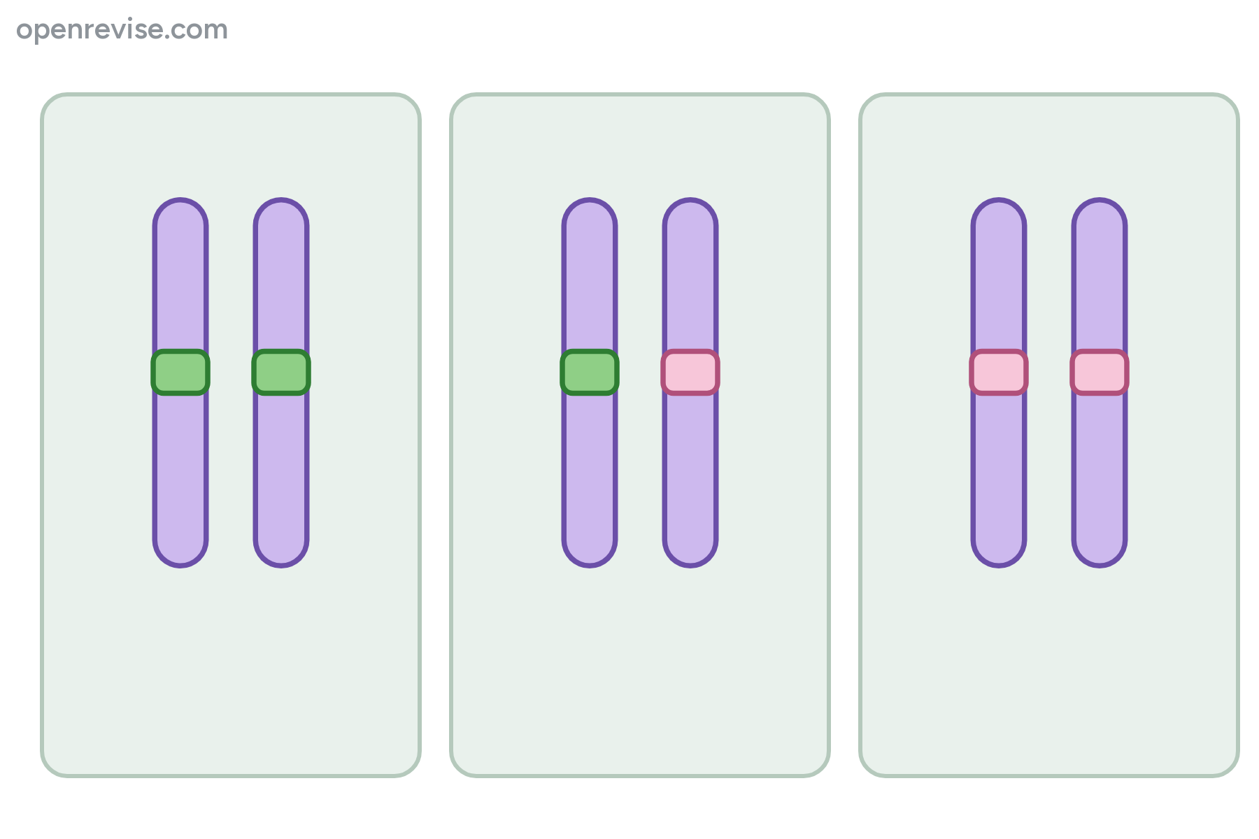 Three pairs of chromosomes with coloured bands marking the alleles, with no labels.