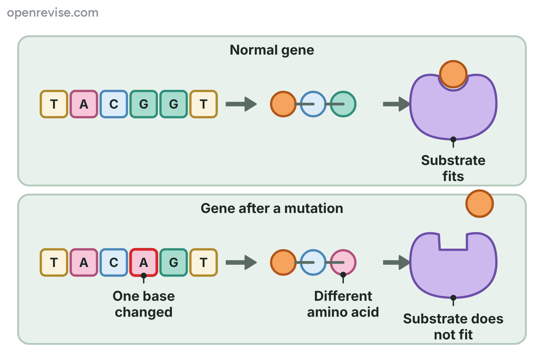 A normal gene makes an enzyme the substrate fits; after one base changes, a different amino acid gives an enzyme the substrate does not fit.