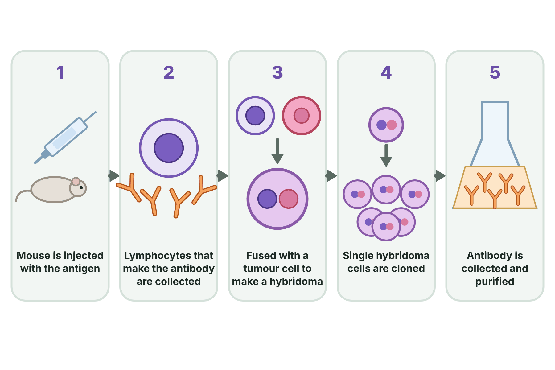 A five-step flow from injecting a mouse with an antigen to collecting lymphocytes, making hybridoma cells, cloning them and purifying the monoclonal antibody.