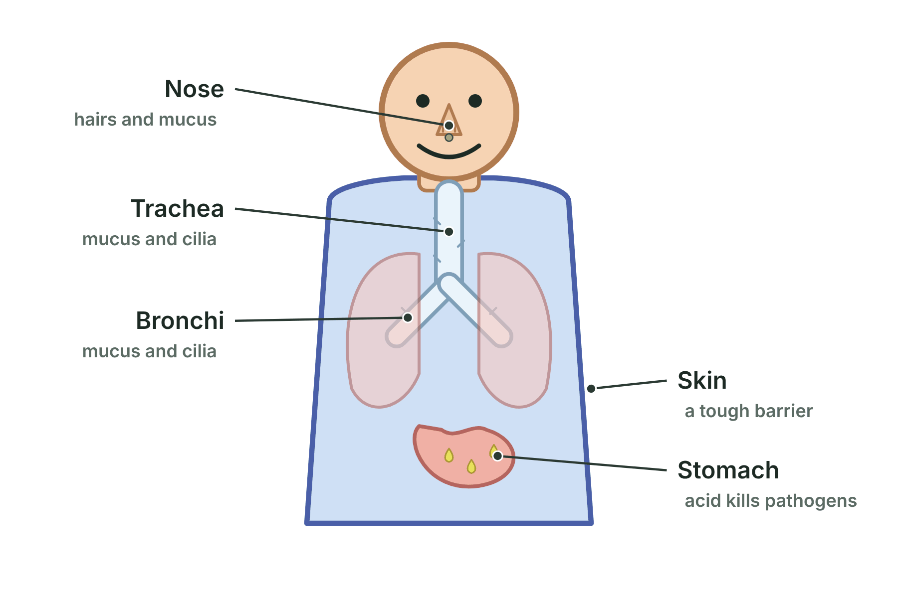 A person with labels pointing to the skin, nose, trachea and bronchi, and stomach as the body's non-specific defences.