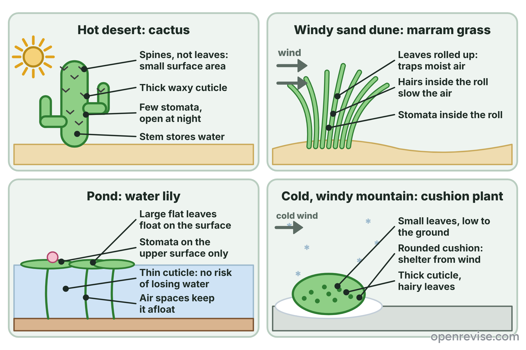 Four plants in extreme environments with their adaptations: a cactus in a desert, marram grass on a dune, a water lily on a pond and a cushion plant on a cold mountain.