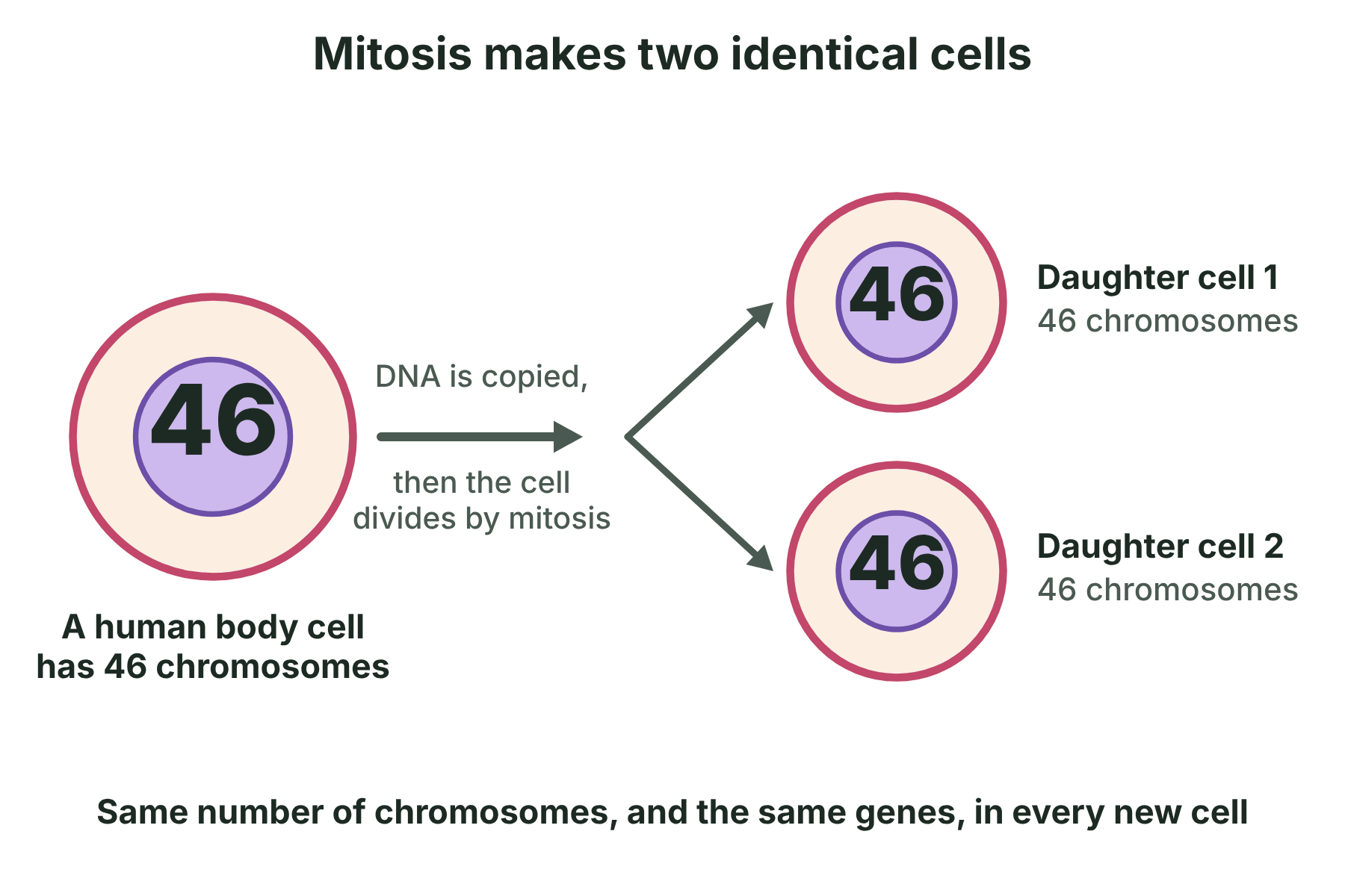 A cell with 46 chromosomes divides into two cells that each have 46 chromosomes.