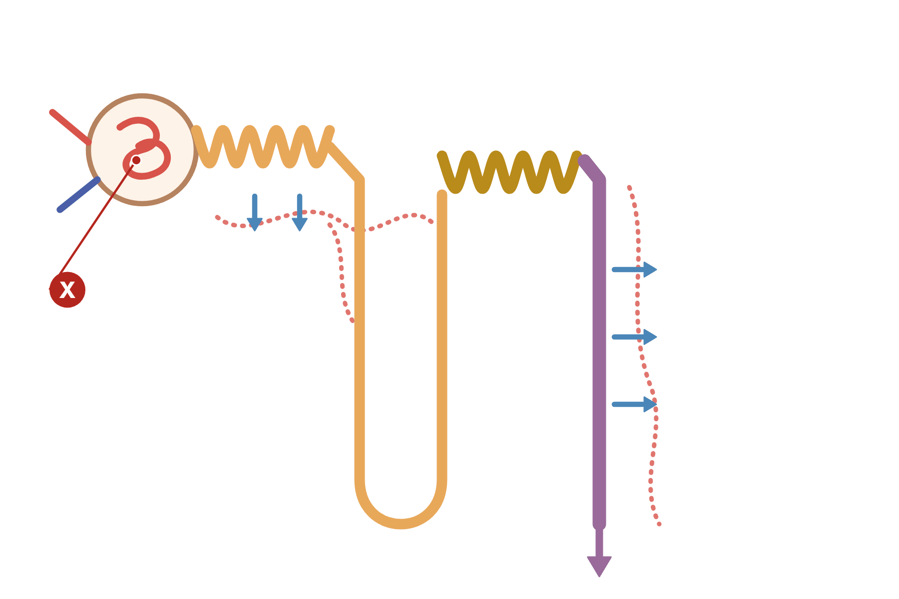 A nephron with a pointer marked X to the glomerulus.