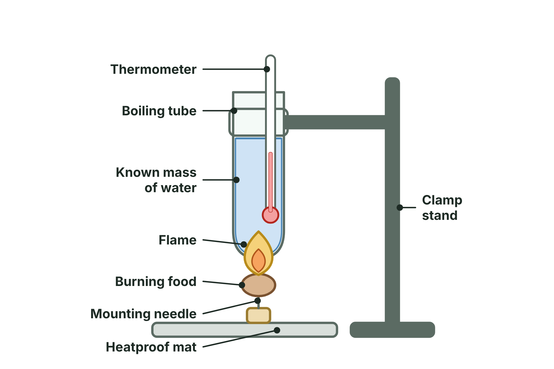 A boiling tube of water with a thermometer, held in a clamp above a burning piece of food on a mounting needle.