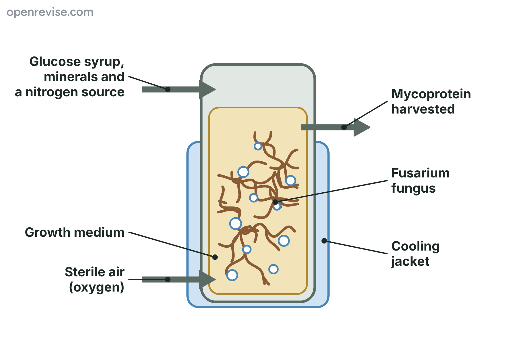 A fermenter with the fungus growing in a nutrient medium, with inlets for nutrients and sterile air, an outlet for mycoprotein and a cooling jacket.