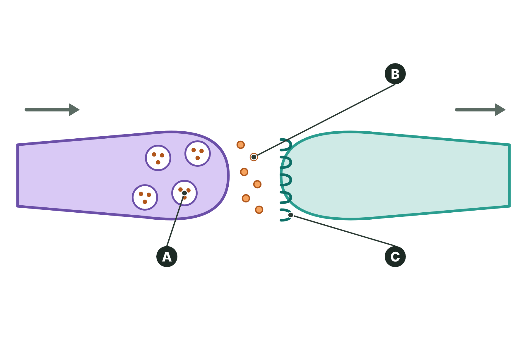 A synapse with three parts marked A, B and C.