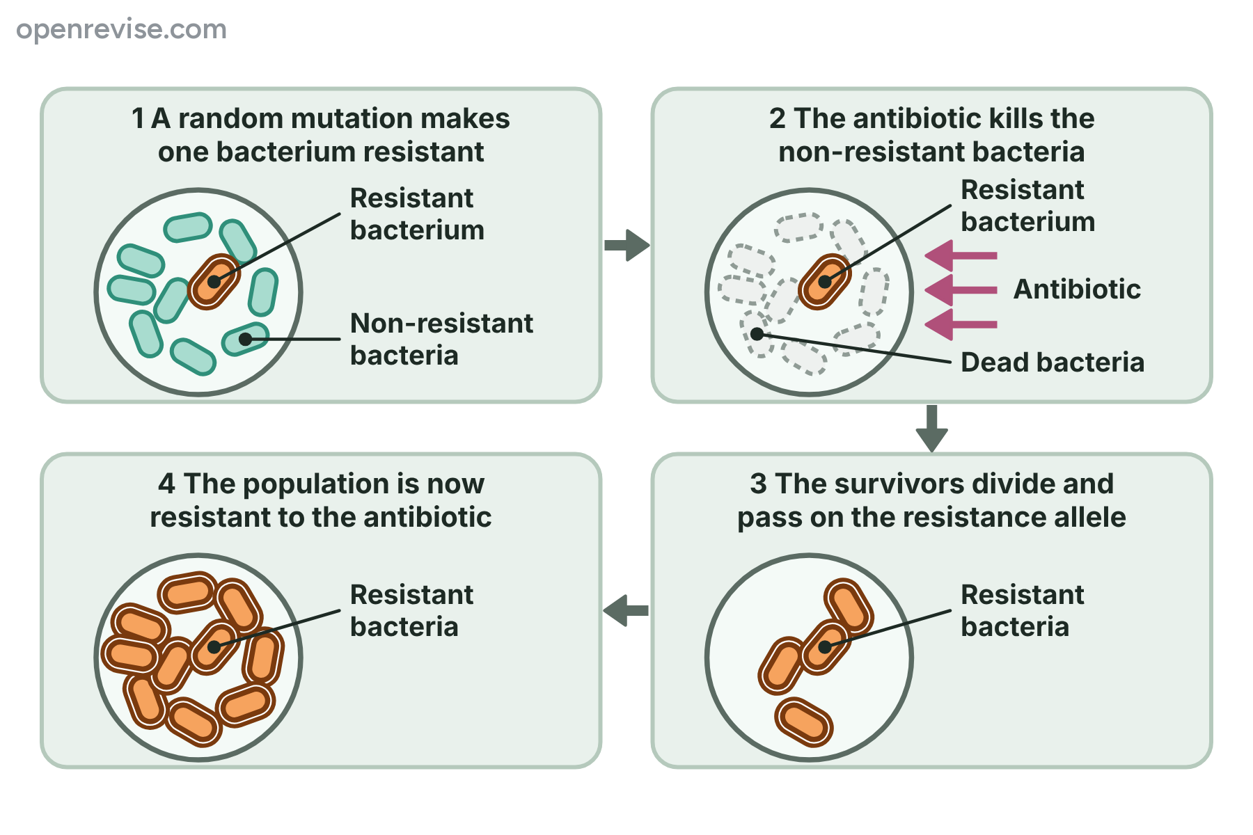 Four stages in which a random mutation makes one bacterium resistant, the antibiotic kills the others, the survivor divides and the whole population becomes resistant.
