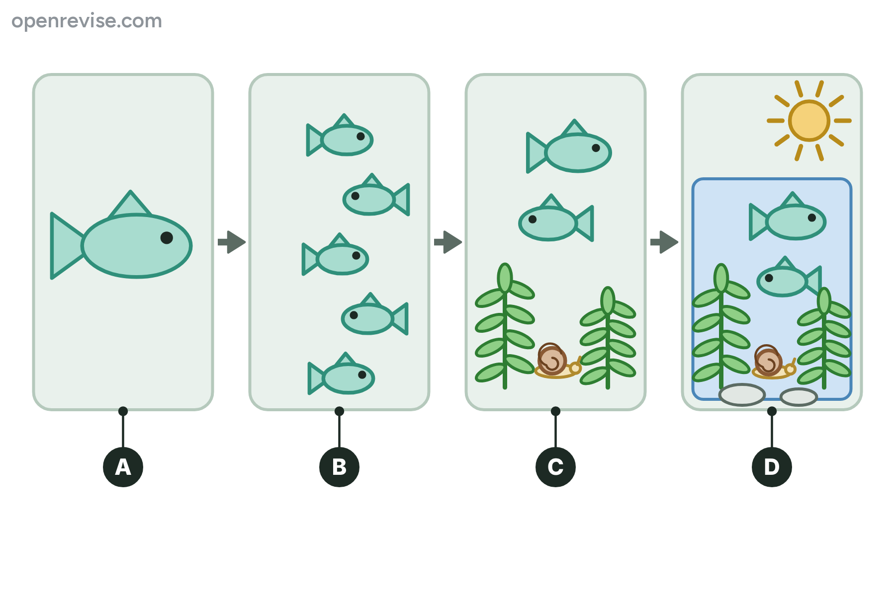 Four panels showing one fish, a group of the same fish, a mixed group of organisms and a pond with sun and stones, marked A, B, C and D.