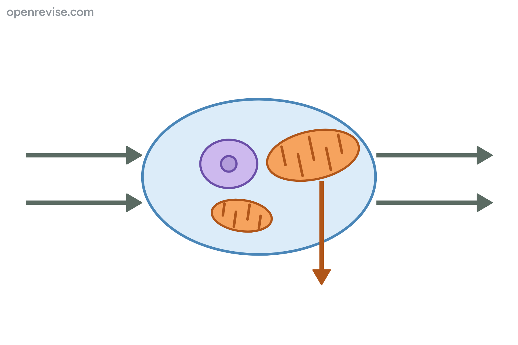 A cell with arrows going in and out and no labels.