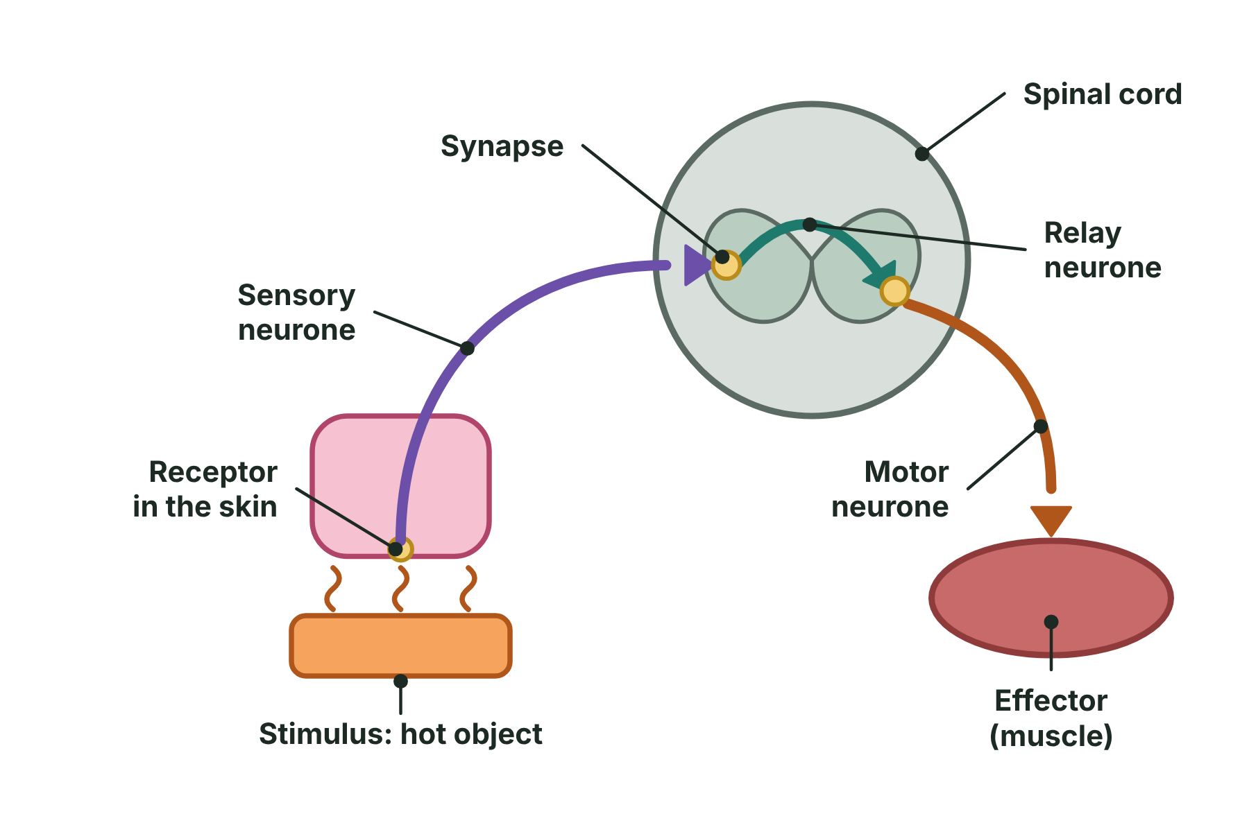 A reflex arc from a hot object, through the skin receptor, a sensory neurone, a relay neurone in the spinal cord and a motor neurone, to a muscle in the arm.