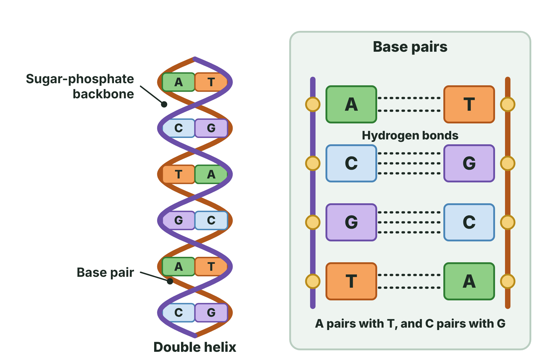 A DNA double helix with the sugar-phosphate backbones and the base pairs A-T and C-G labelled.