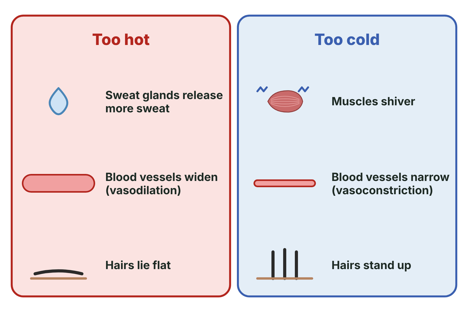 The responses of the body when it is too hot, sweating, vasodilation and flat hairs, and when it is too cold, shivering, vasoconstriction and raised hairs.