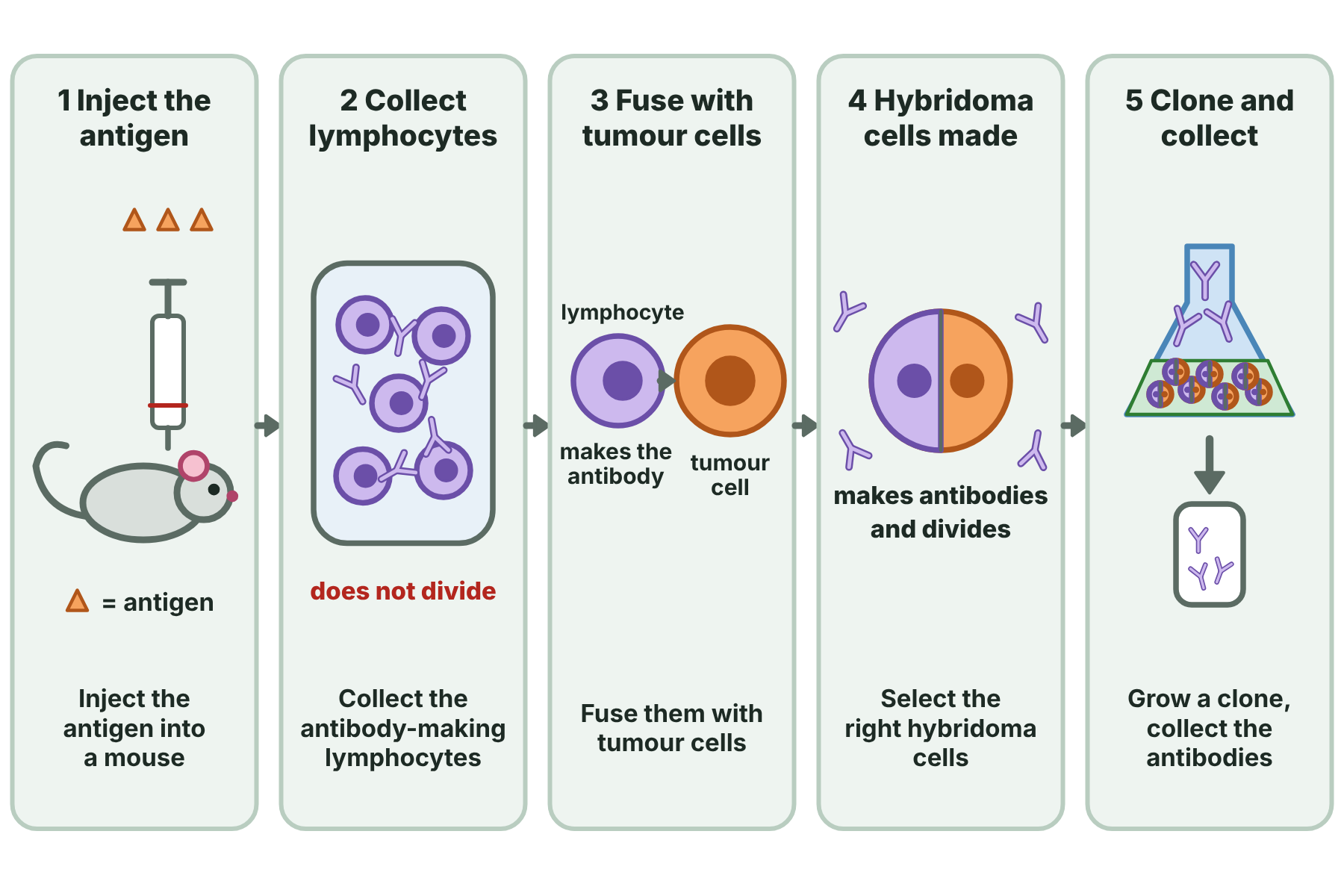 Five steps to make monoclonal antibodies: inject a mouse with the antigen, collect lymphocytes, fuse them with tumour cells, select hybridoma cells, and grow them to collect identical antibodies.