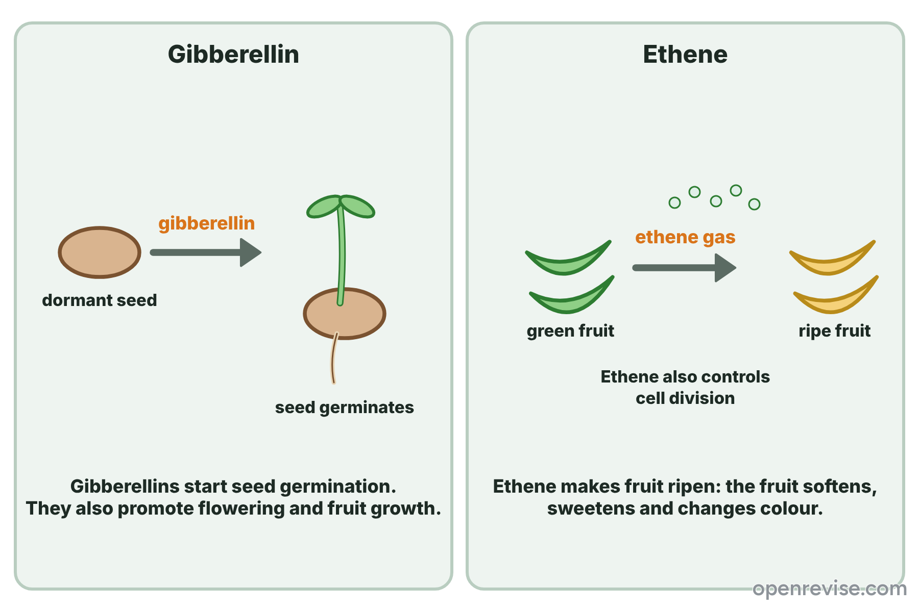 Gibberellin causing a dormant seed to germinate, and ethene gas causing green fruit to ripen.