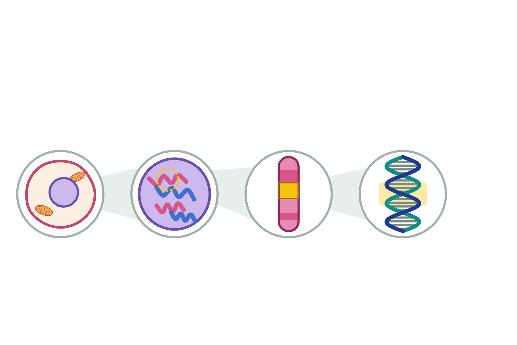 Four zoom circles from a cell to a stretch of DNA, with nothing labelled.