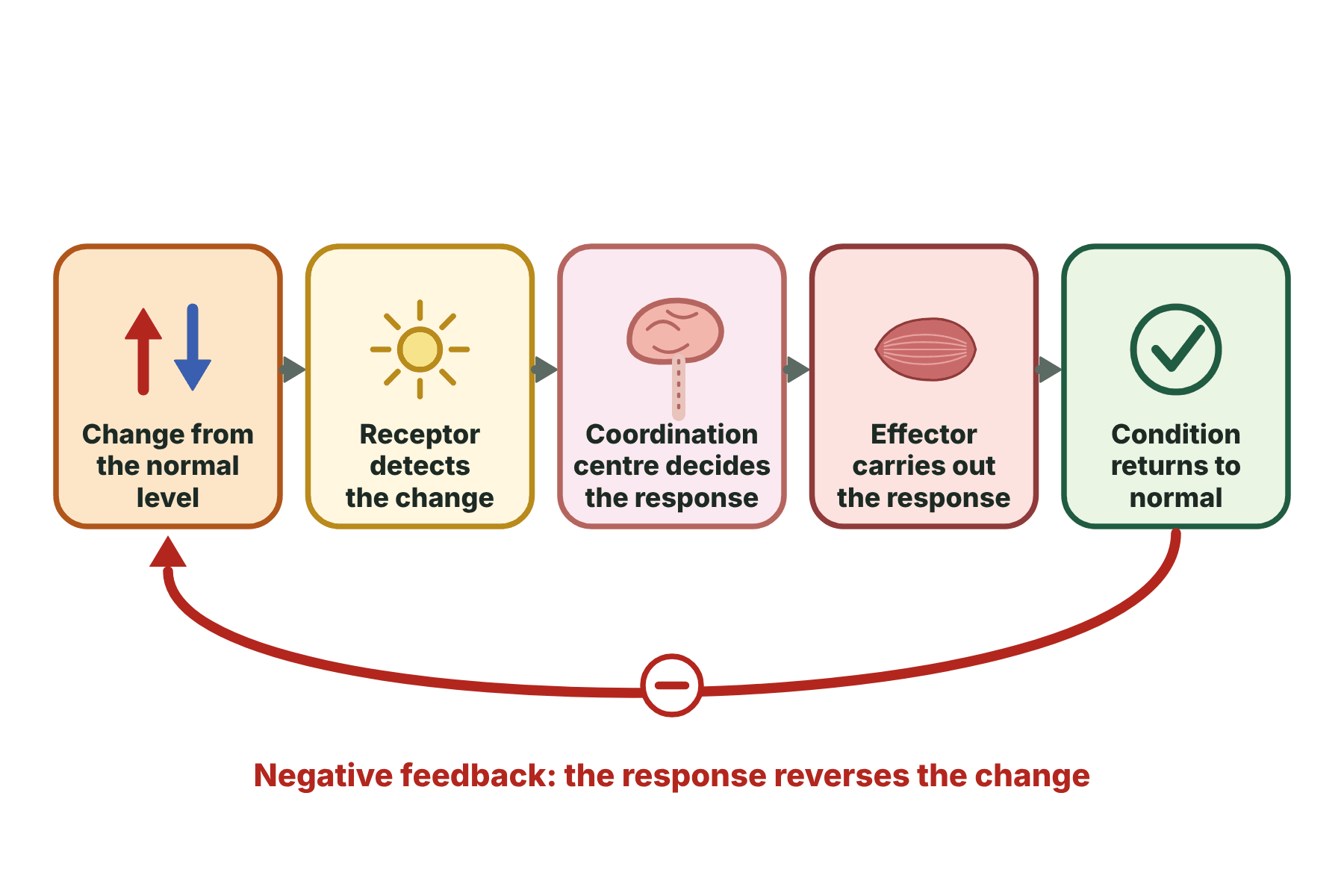 A flow chart of a negative feedback loop from a change, to a receptor, to a coordination centre, to an effector, to a return to normal.