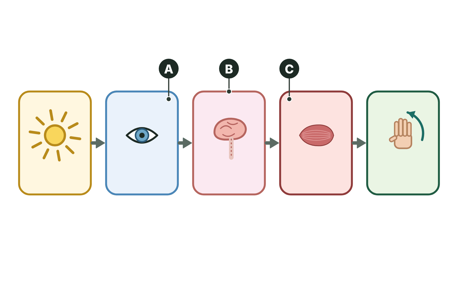 A flow chart with three boxes marked A, B and C.
