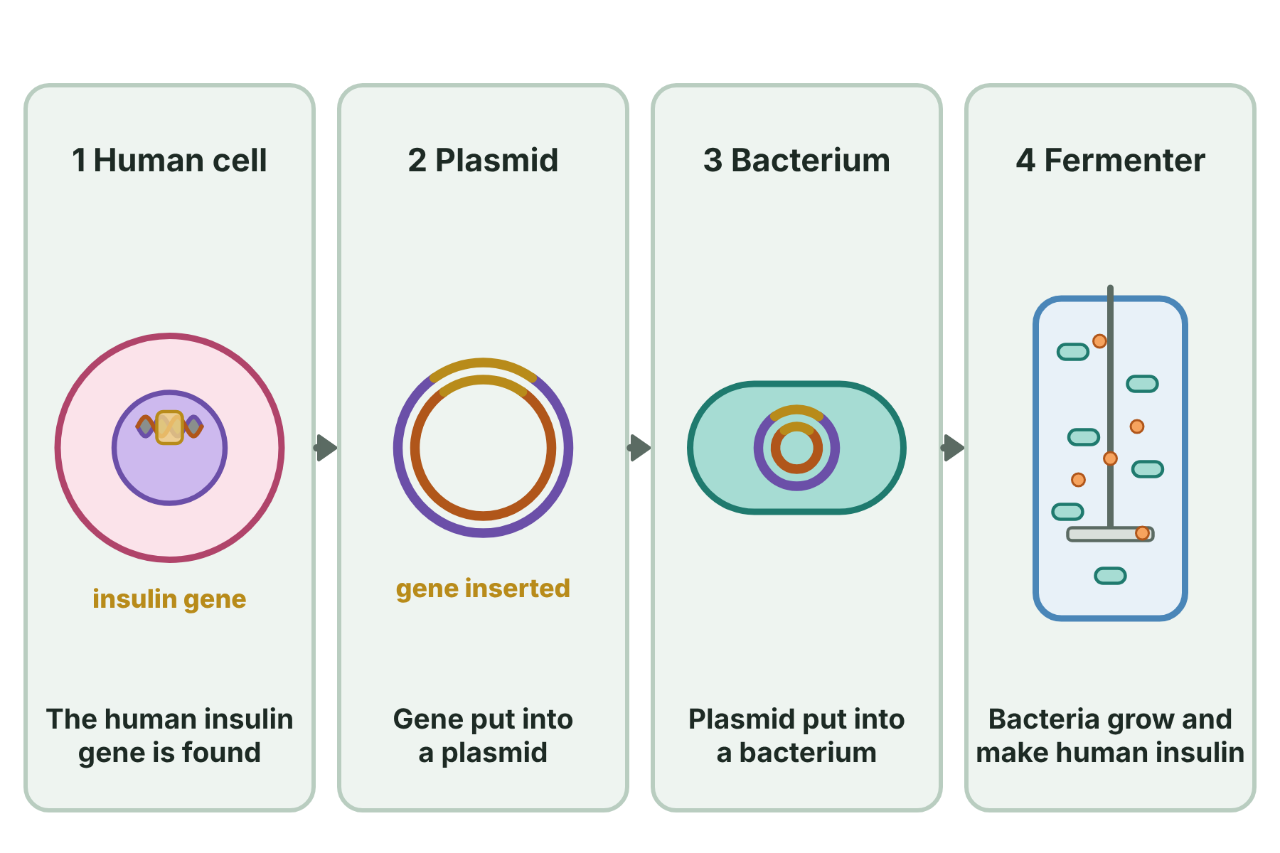 A human insulin gene being put into a bacterial plasmid and then into bacteria, which are grown in a fermenter to make insulin.