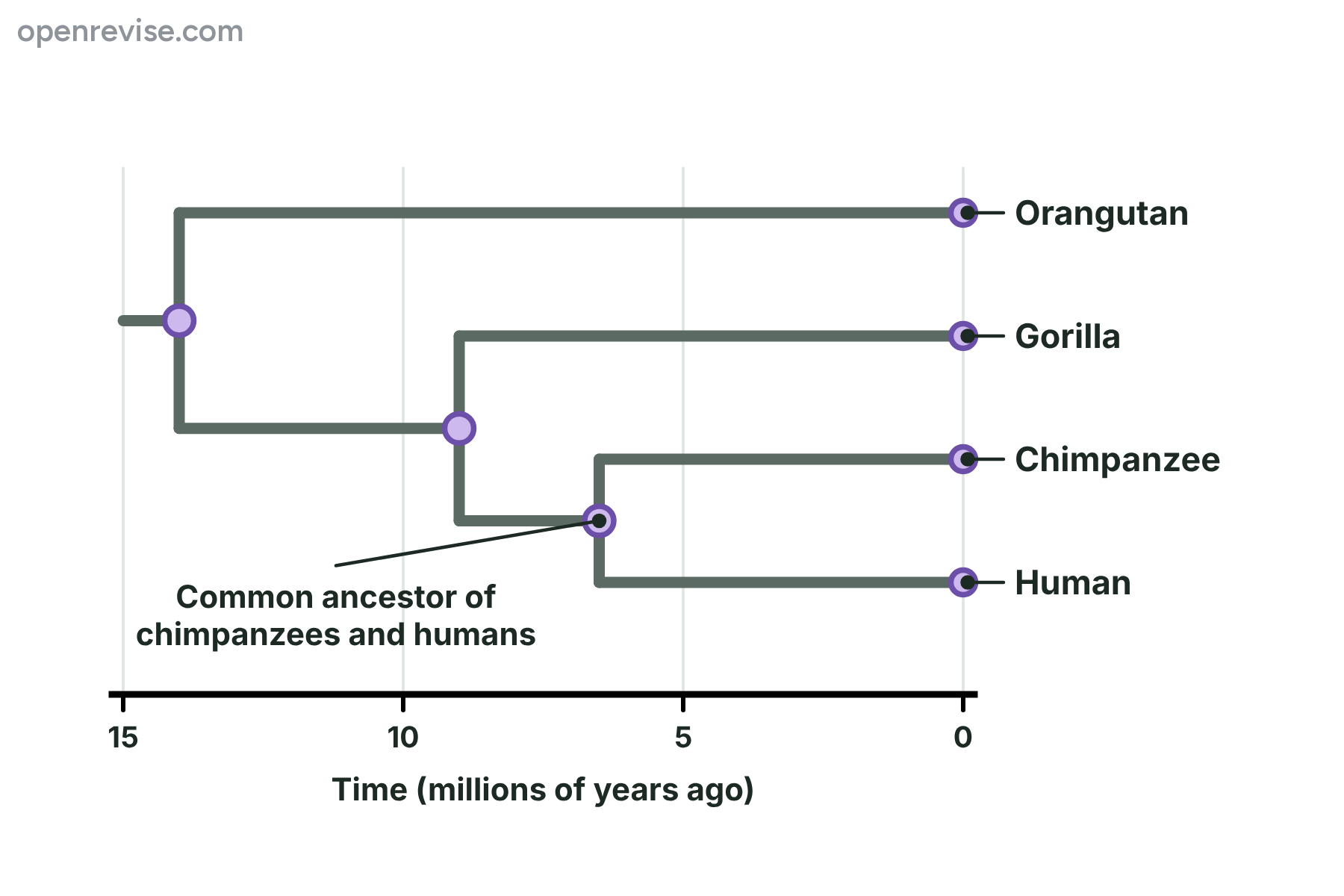 An evolutionary tree showing the human and the chimpanzee as the closest relatives, then the gorilla, then the orangutan, on a time axis in millions of years.
