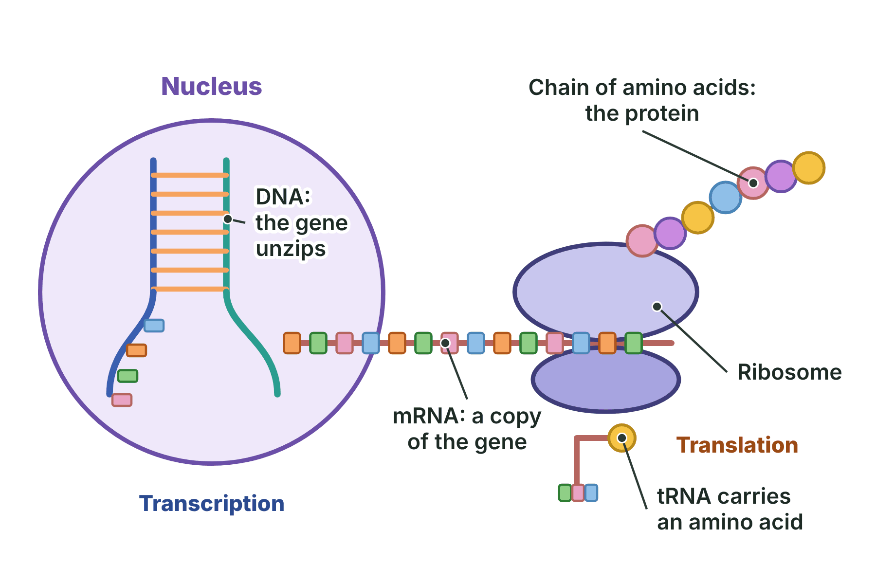 A gene is copied to mRNA in the nucleus, and the mRNA is read by a ribosome in the cytoplasm, where tRNA brings amino acids that are joined into a protein.