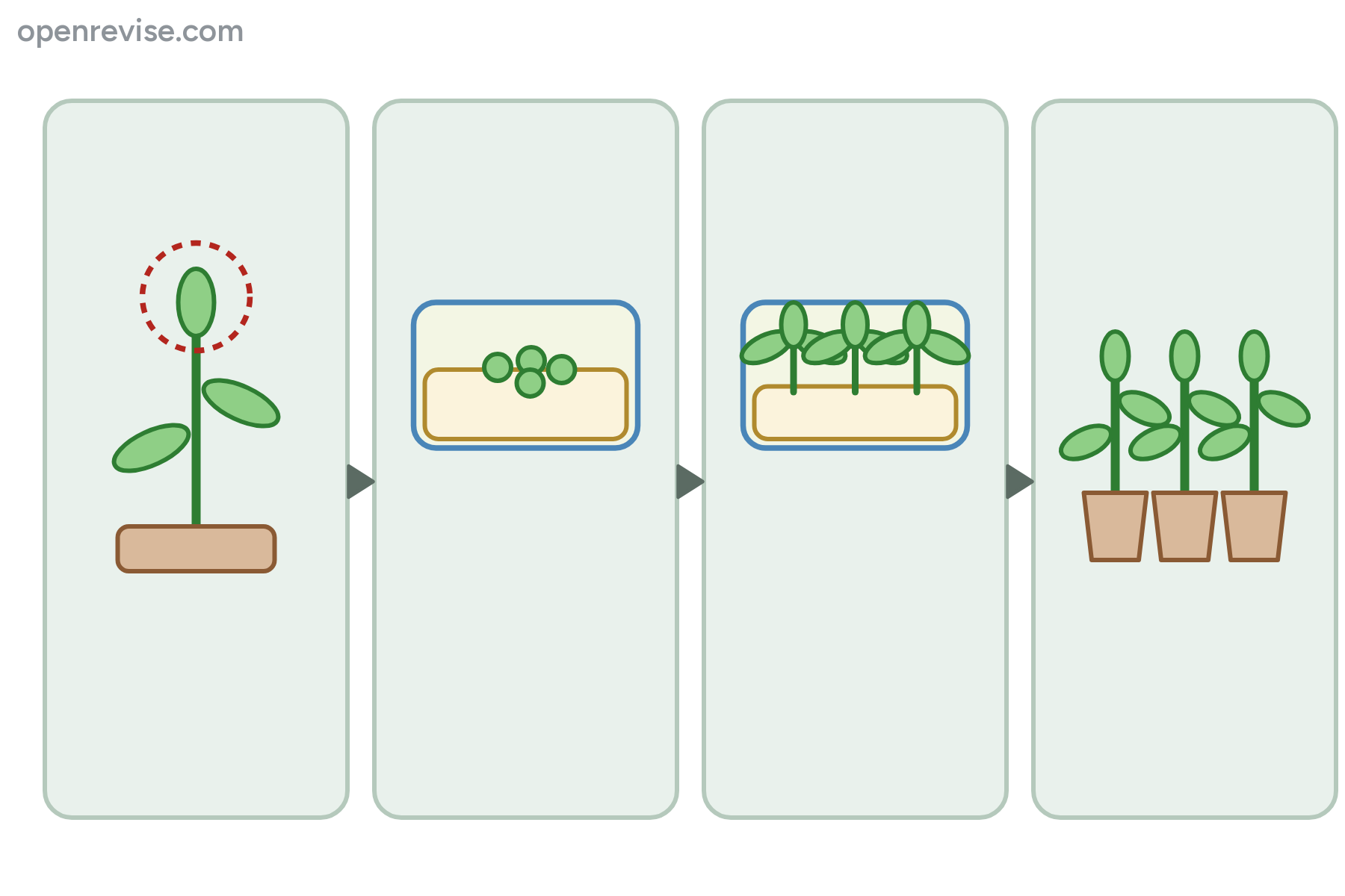 Four panels showing a plant tip, cells on agar, plantlets and potted plants, with no labels.