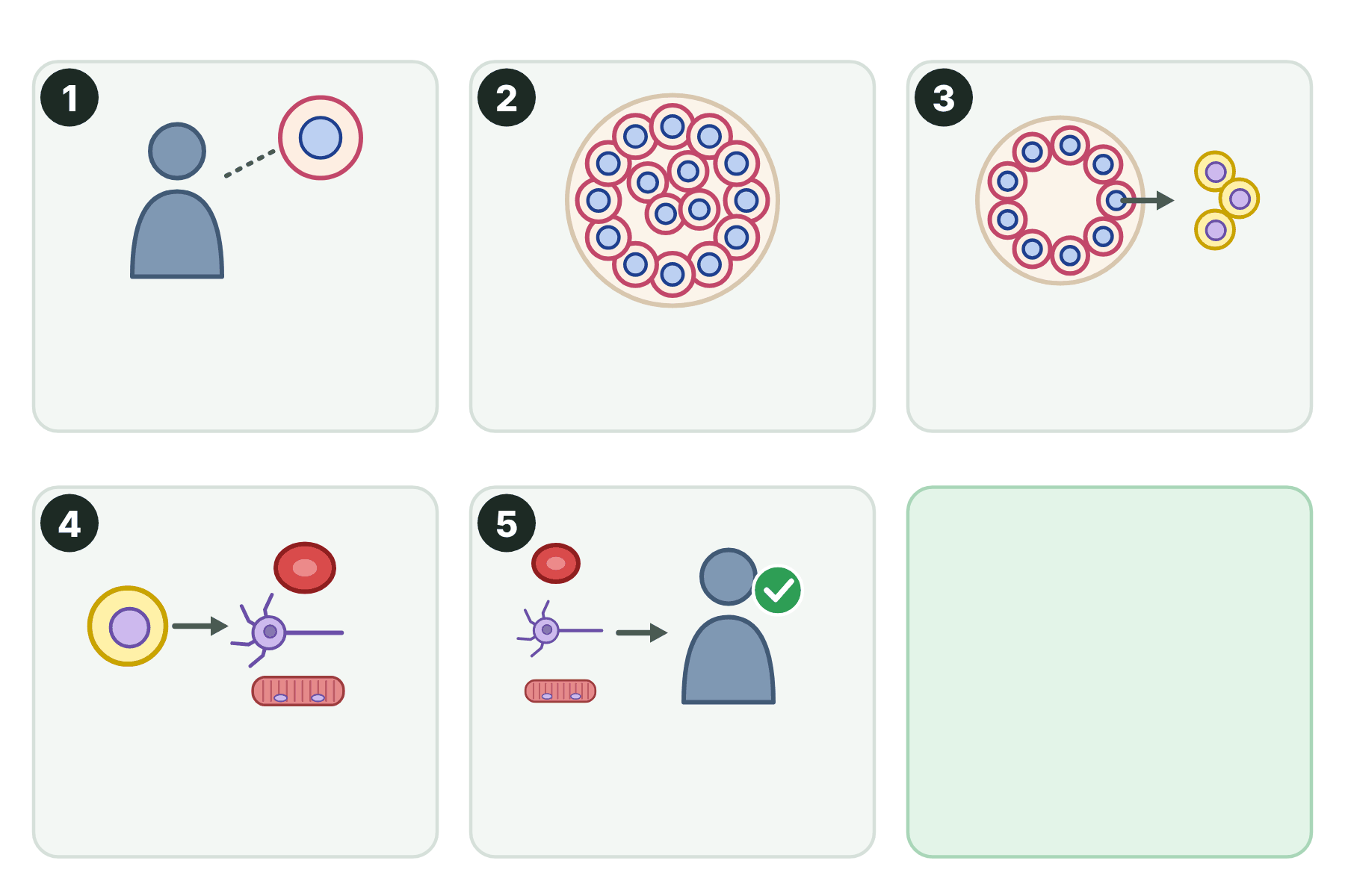 Five numbered pictures of therapeutic cloning with no captions.