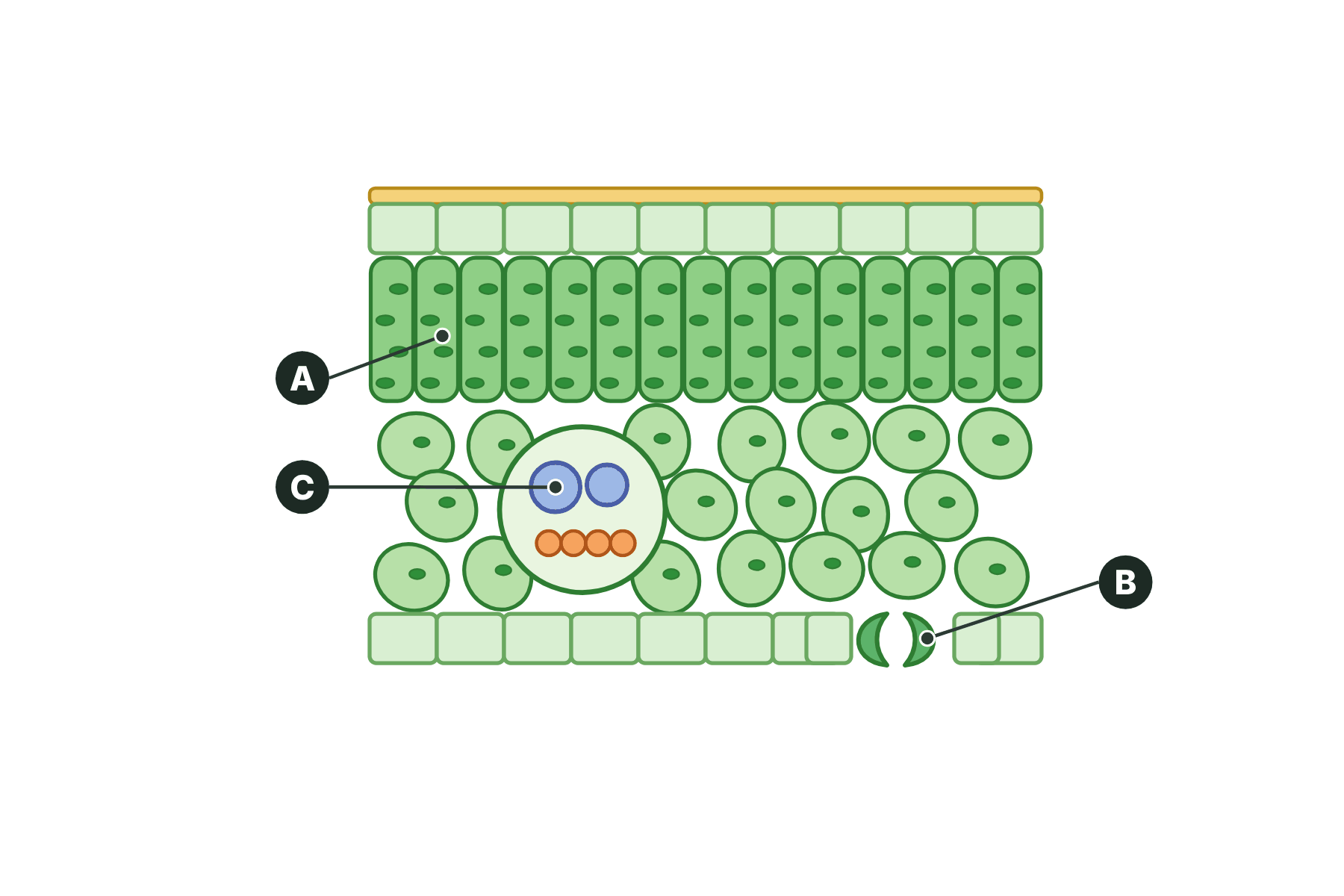 A leaf cross-section with three parts marked A, B and C.