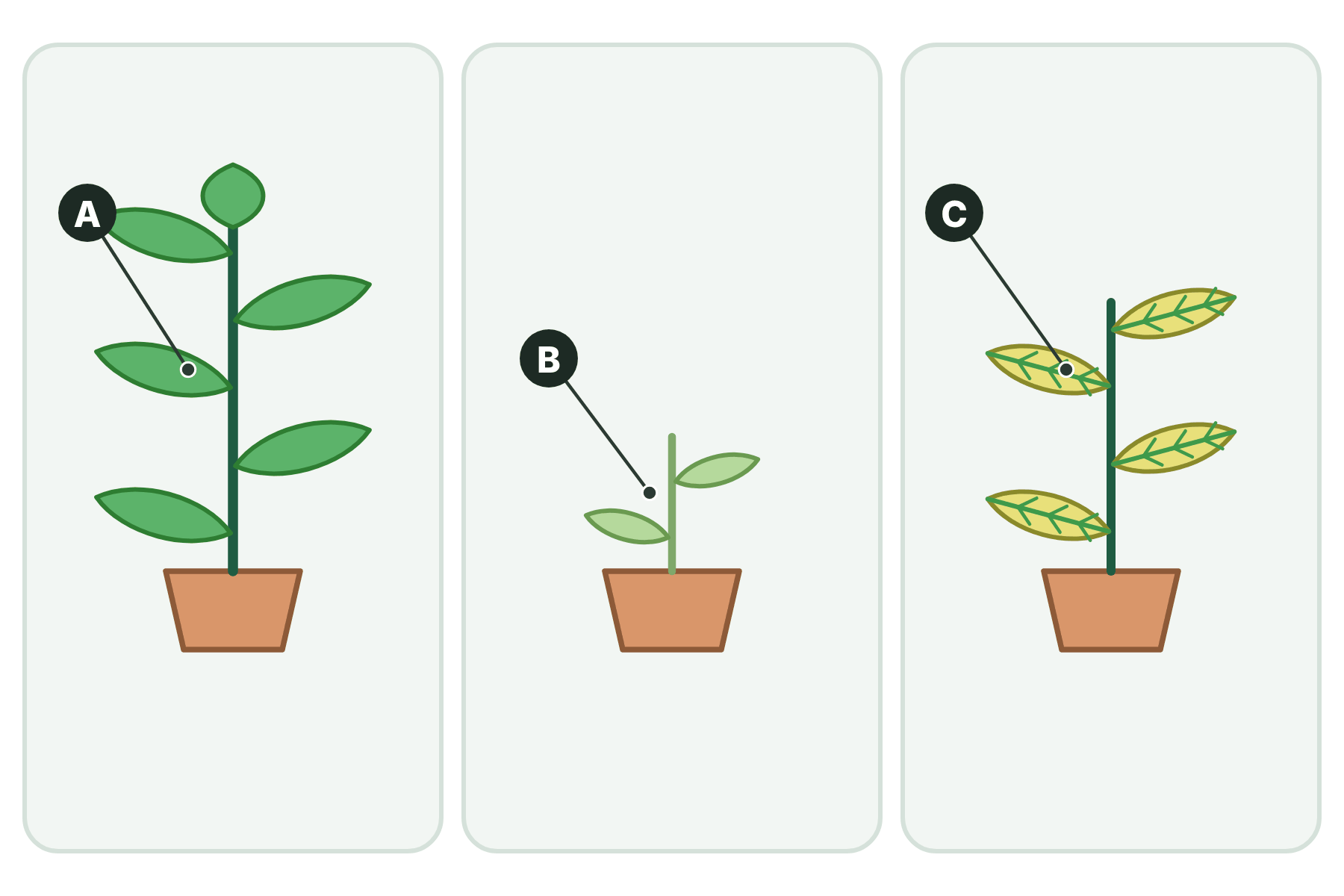 Three plants lettered A, B and C.