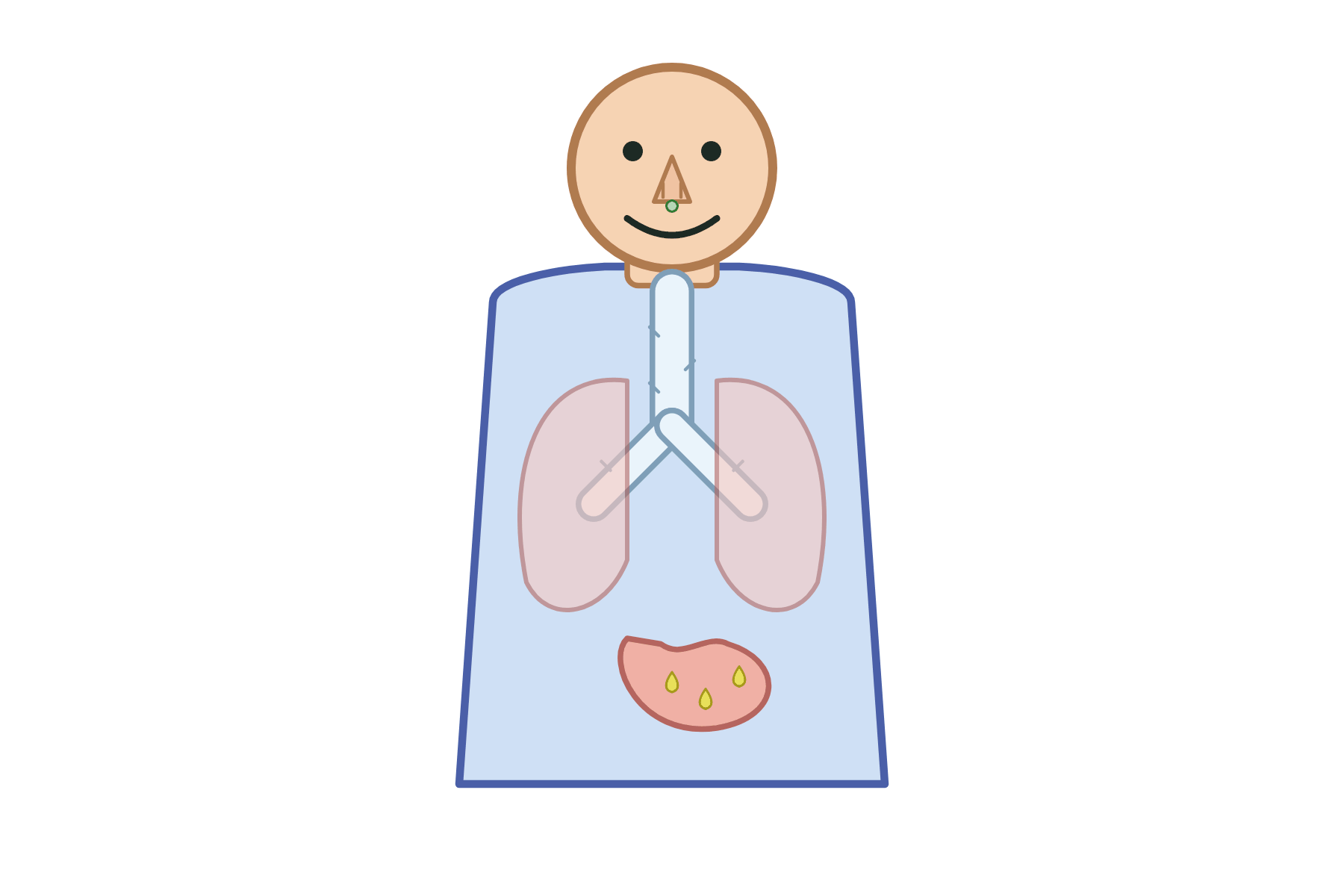 A body outline with no labels.