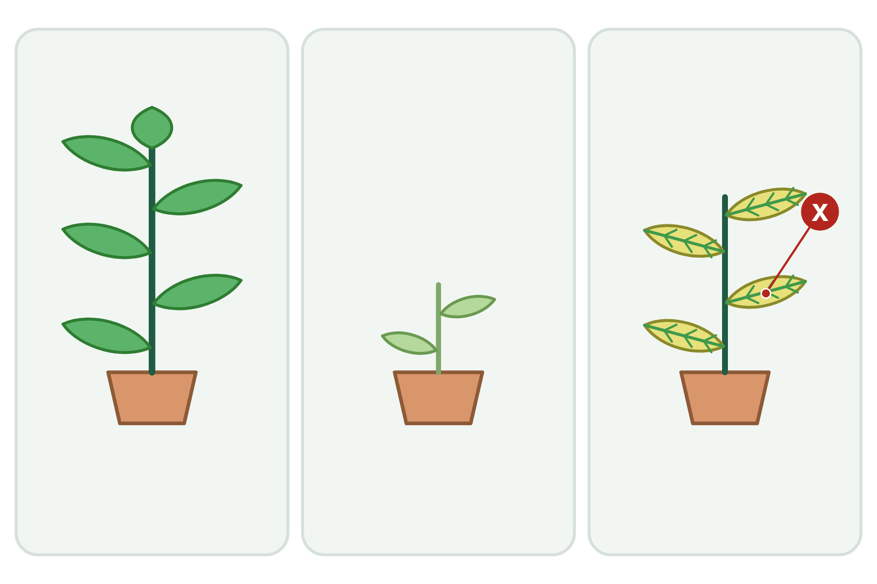 Three plants with a pointer marked X to the yellow leaves of the third plant.