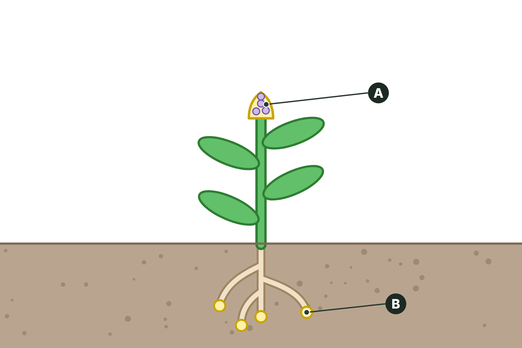 A plant with the shoot tip marked A and a root tip marked B.