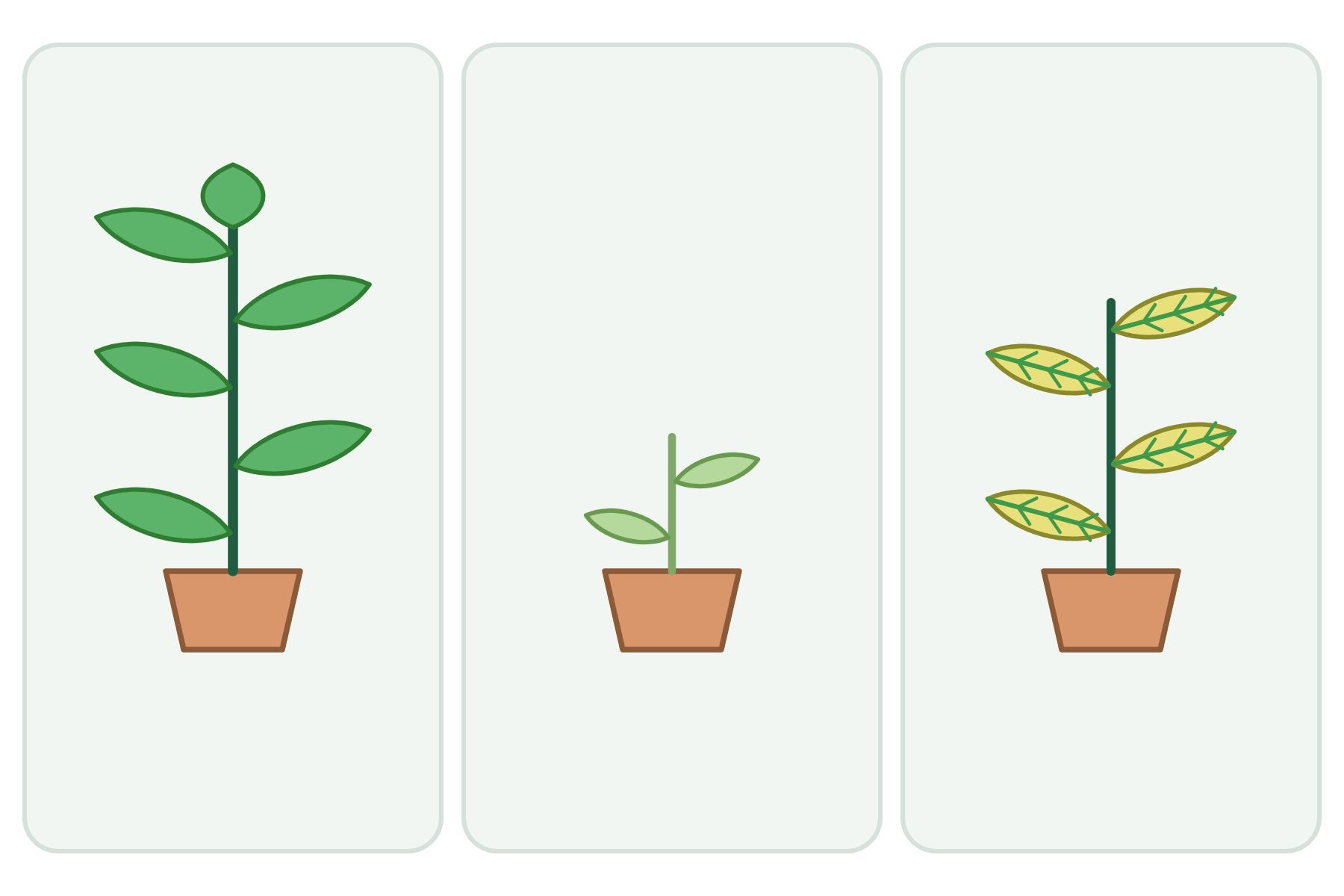 Three plants with no labels.