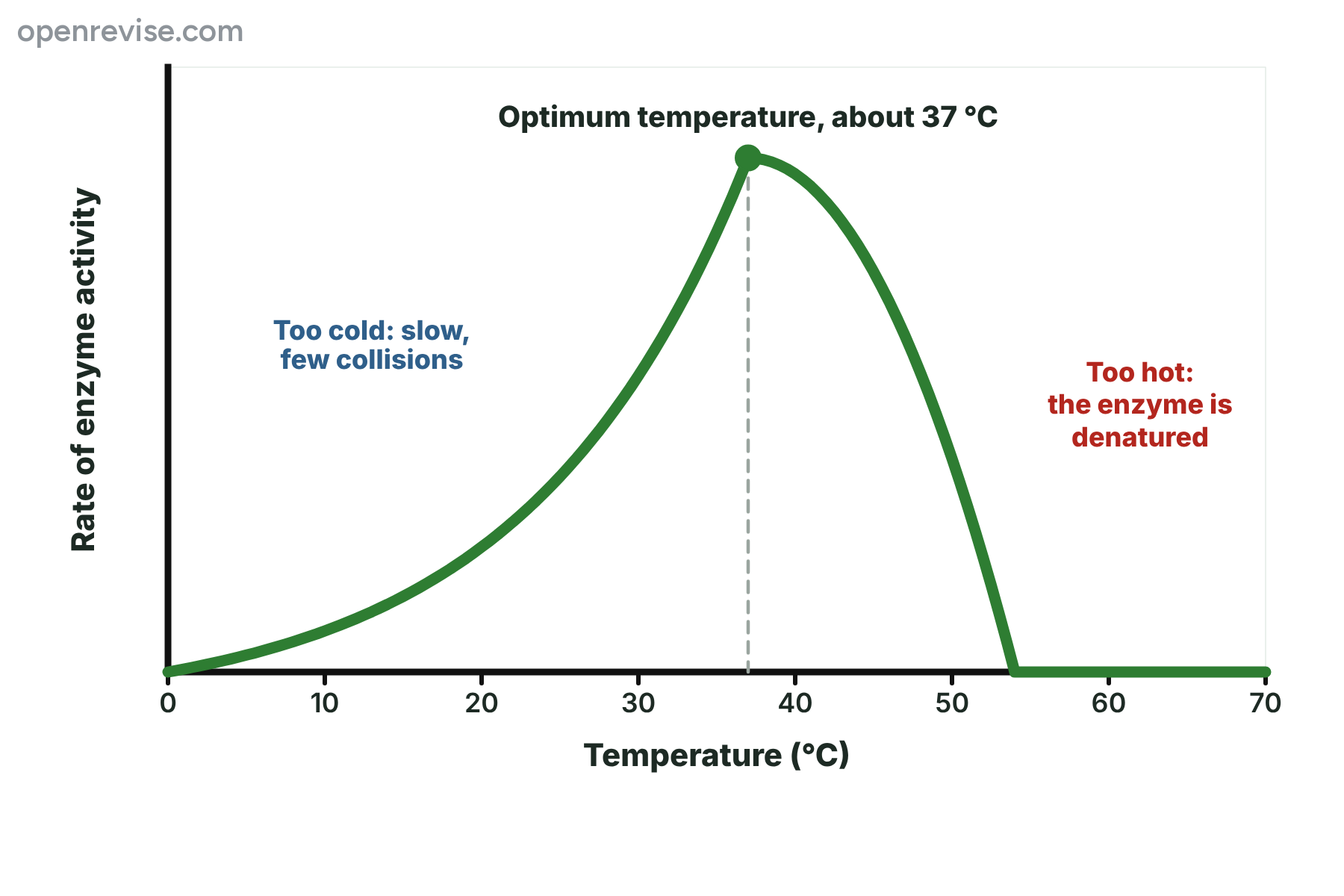 A graph of enzyme activity against temperature, which peaks at 37 degrees Celsius and falls to zero at high temperatures.