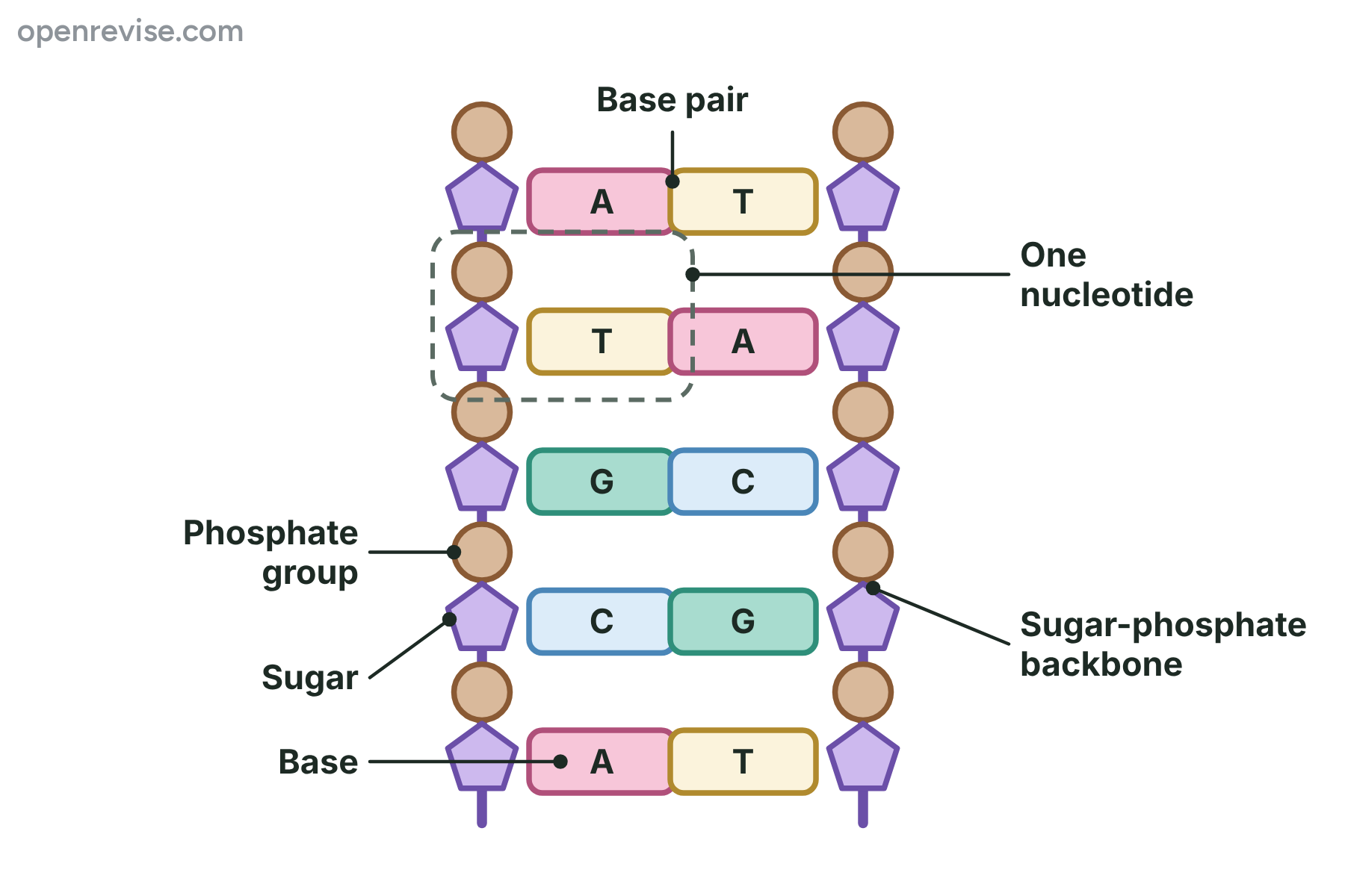 A DNA ladder with two sugar-phosphate backbones joined by pairs of bases, with one nucleotide outlined.