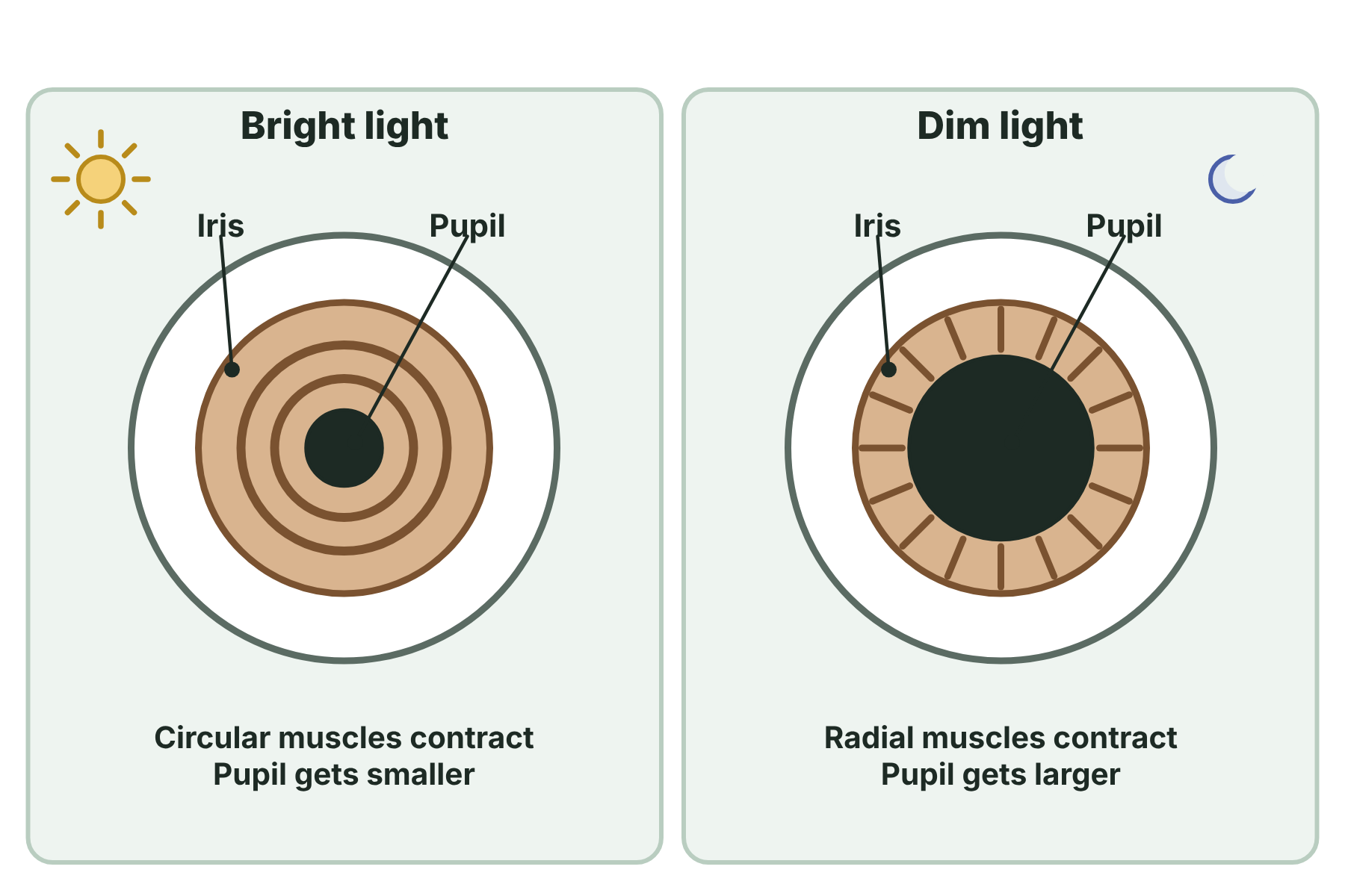 A front view of an eye with a small pupil in bright light and a large pupil in dim light.