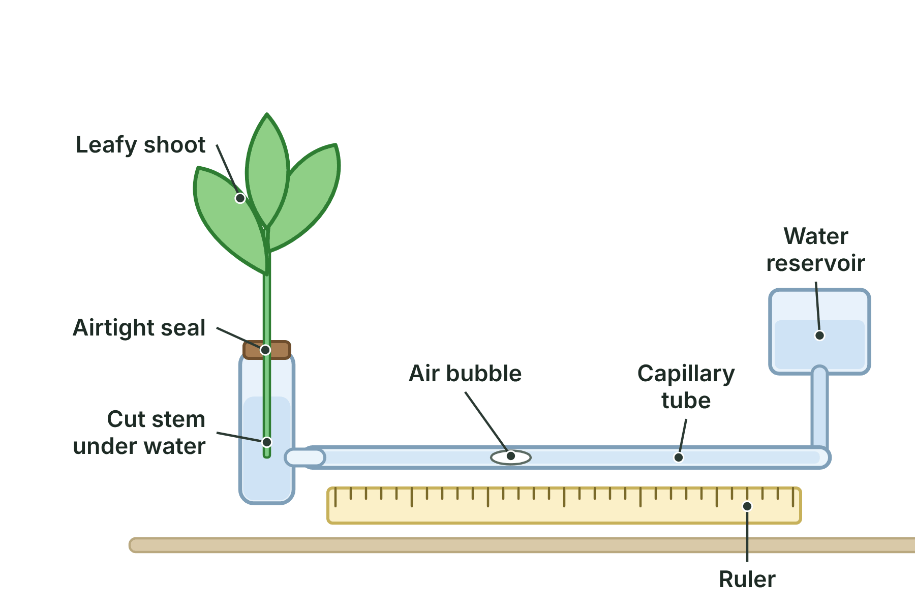 A potometer with a leafy shoot, a capillary tube with an air bubble over a ruler, and a water reservoir.