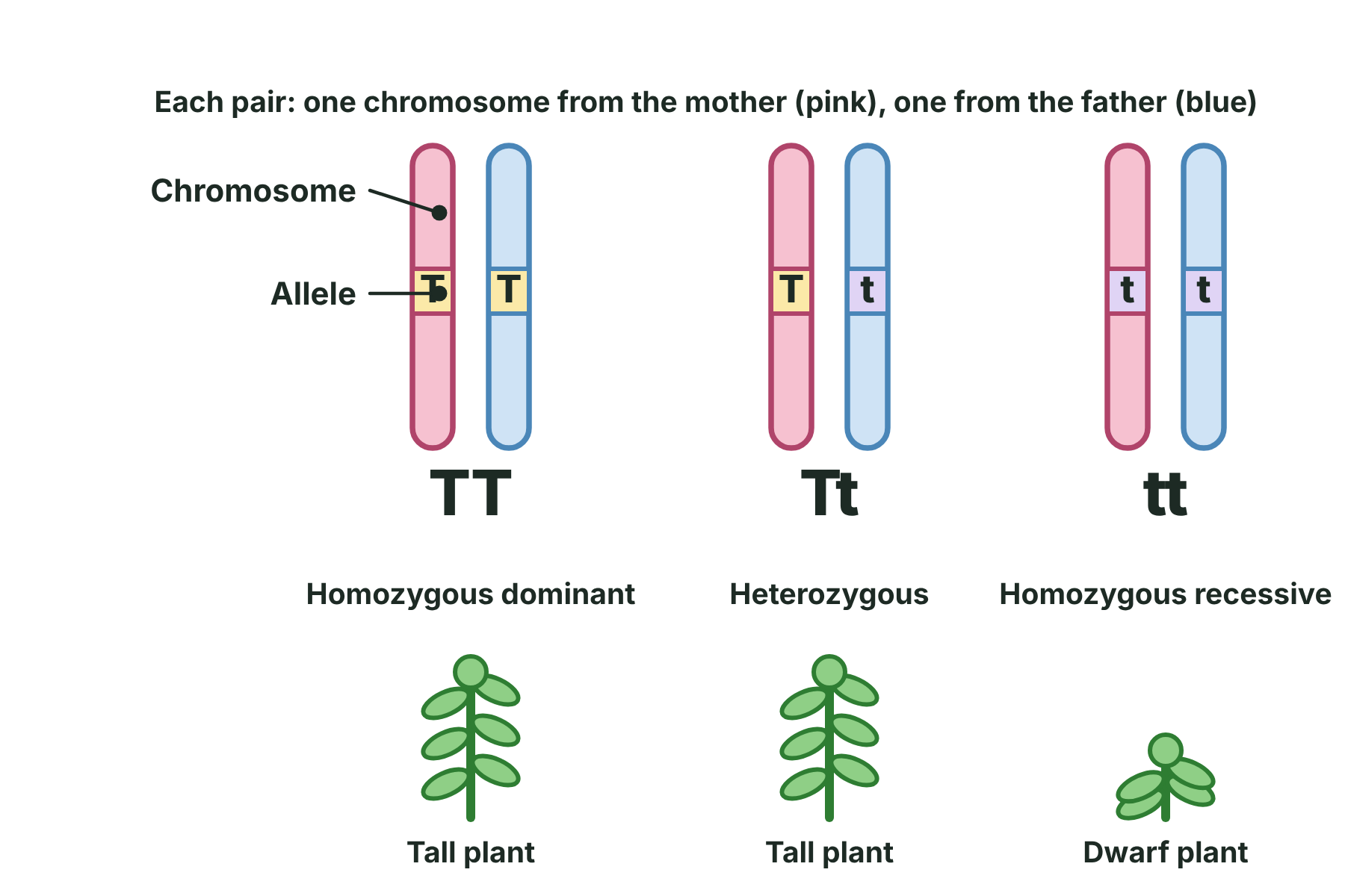Three pairs of chromosomes with the alleles TT, Tt and tt at the same gene position, and the height of the plant that each gives.