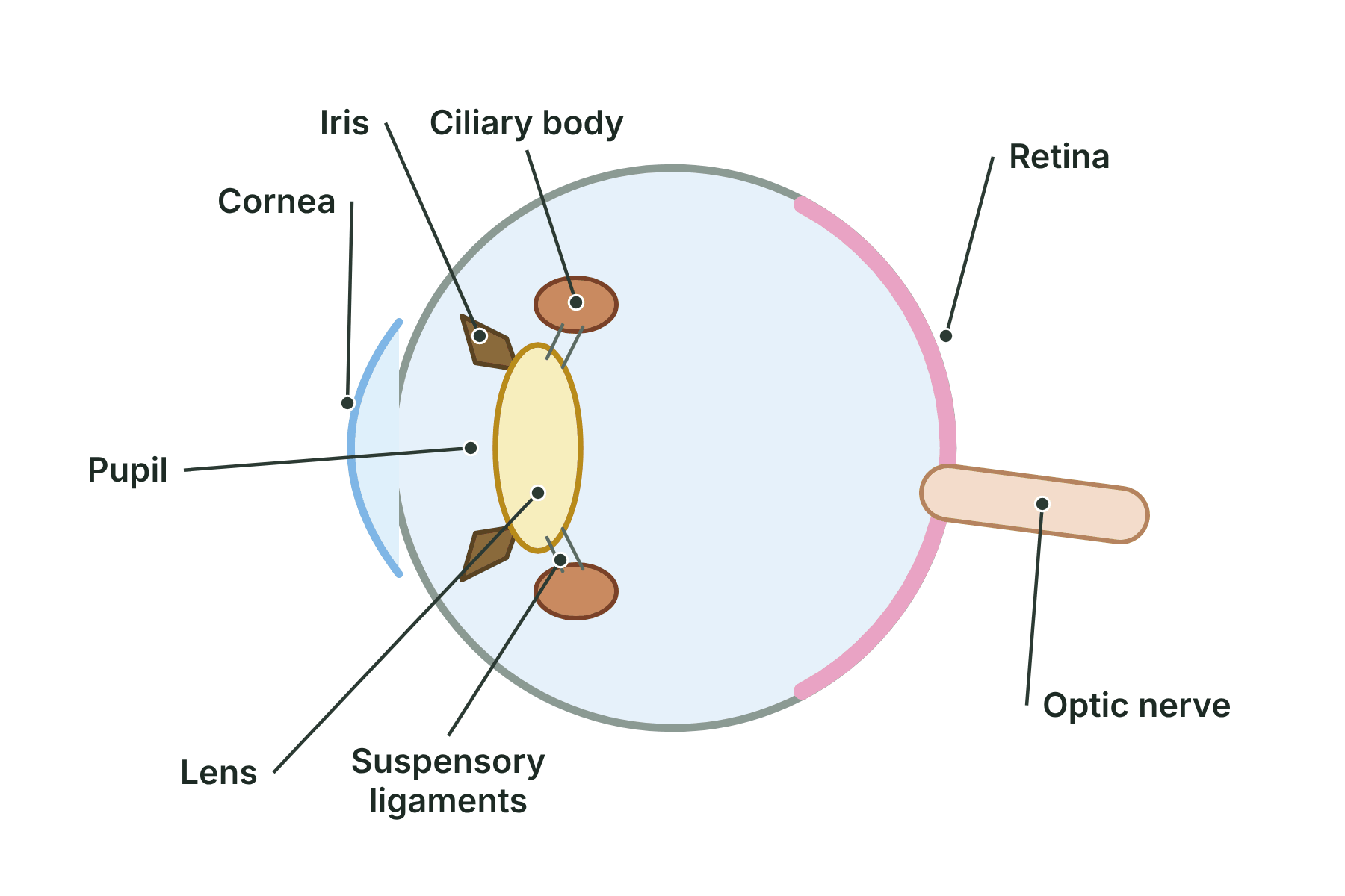 The eye in cross-section with the cornea, iris, pupil, lens, ciliary body, suspensory ligaments, retina and optic nerve labelled.